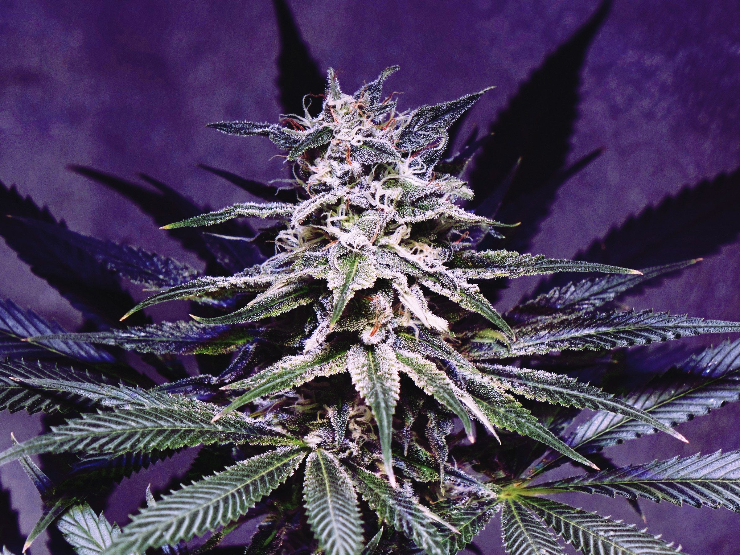 Cima di cannabis viola scura, 2400x1800 Hi-Res, Desktop