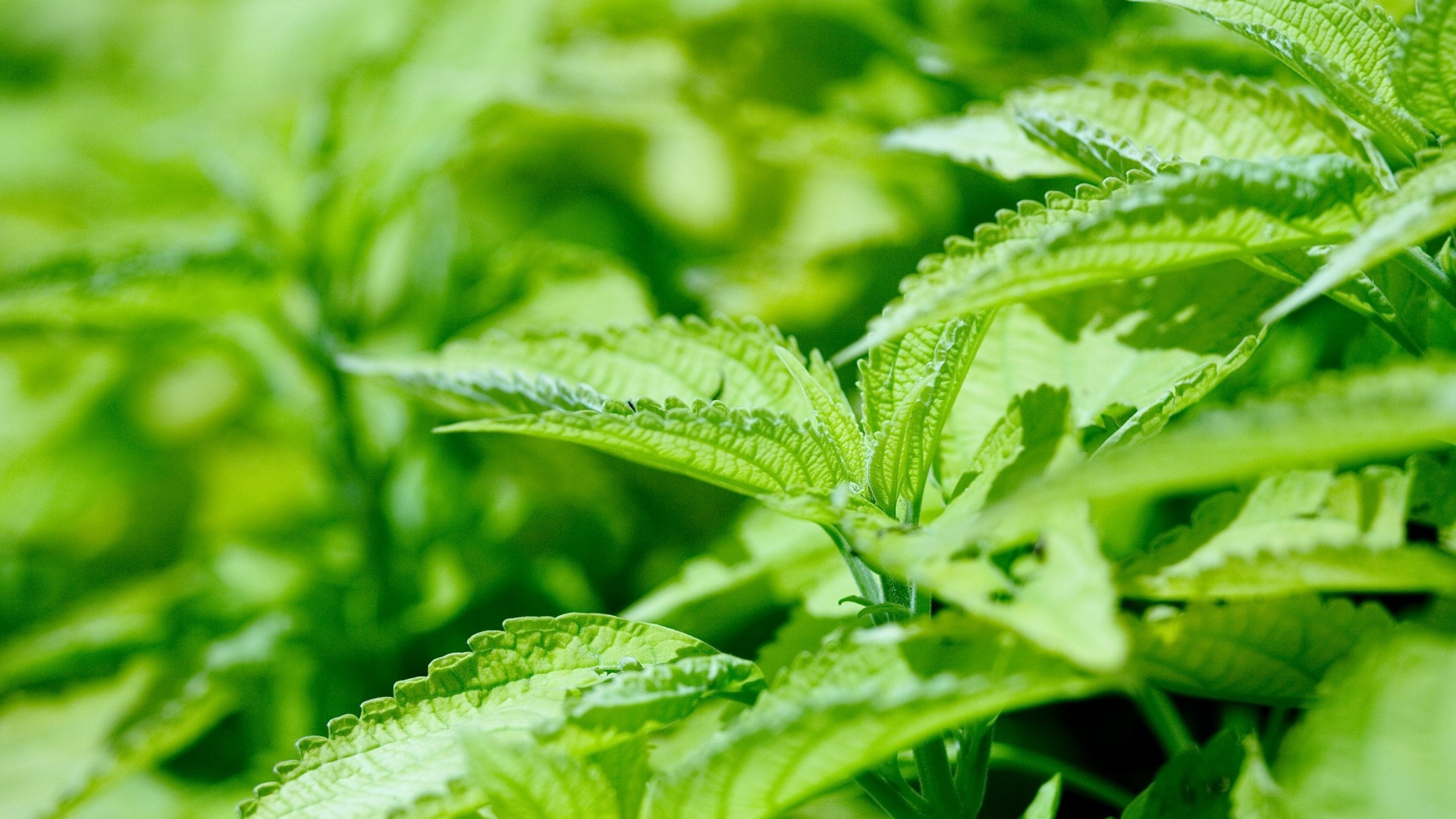 Foglie di cannabis verdi, 3840x2160 UHD, PC 4K