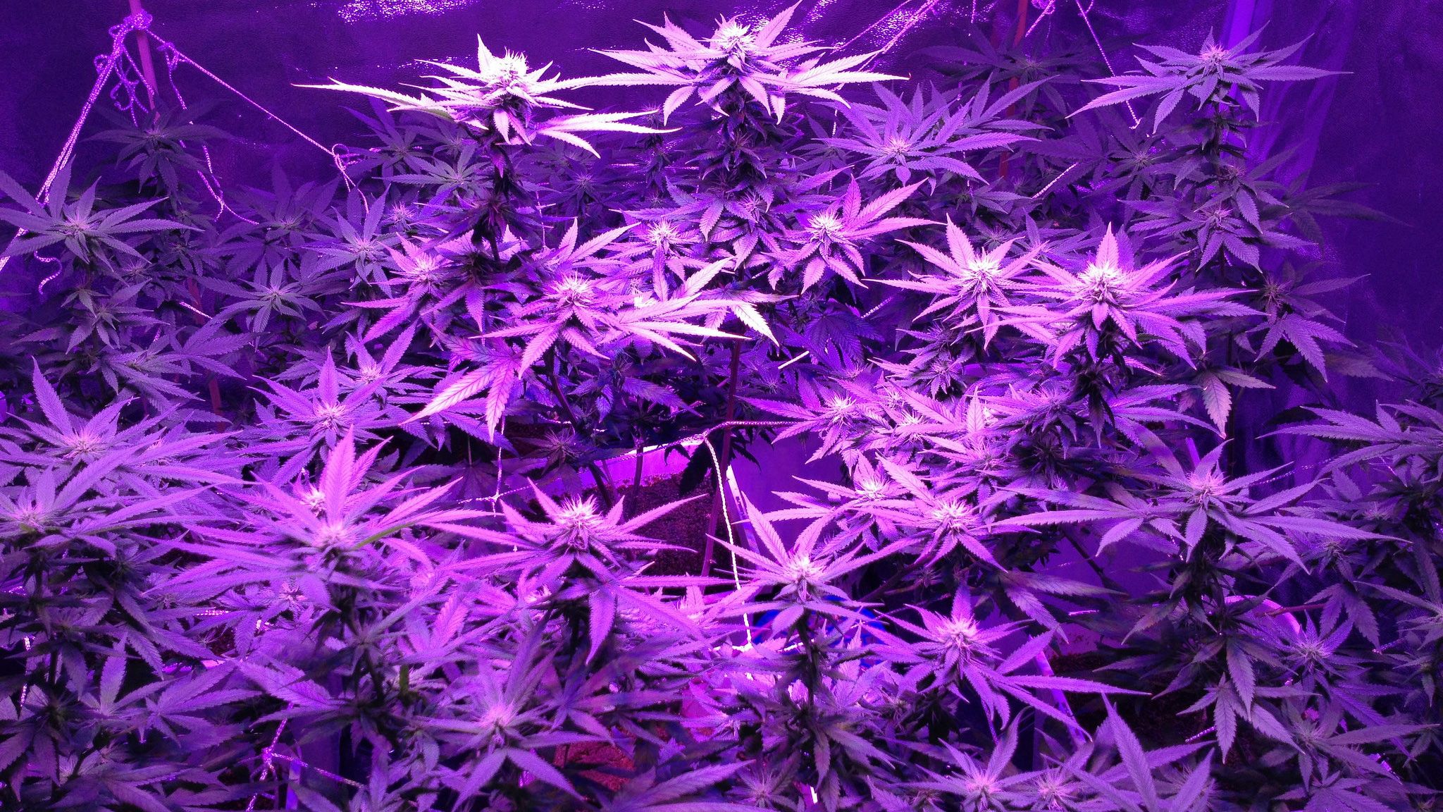 Piante cannabis luce viola, 2048x1152 2K, PC Desktop