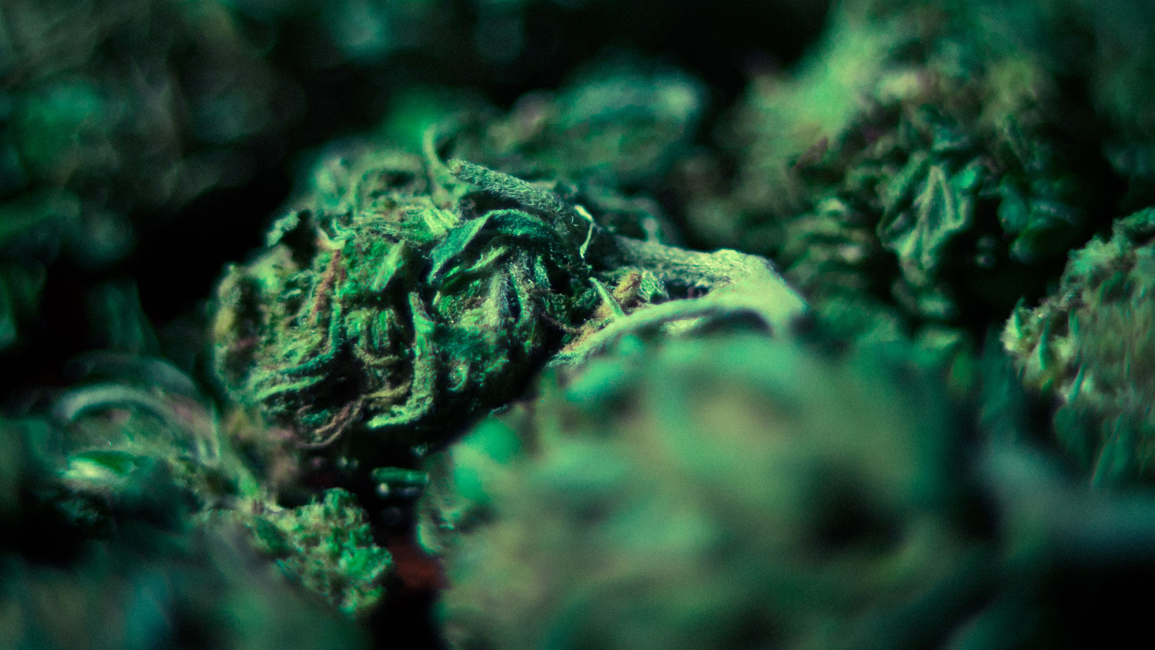 Gemme di cannabis verdi, 3840x2160 Ultra HD, 4K TV