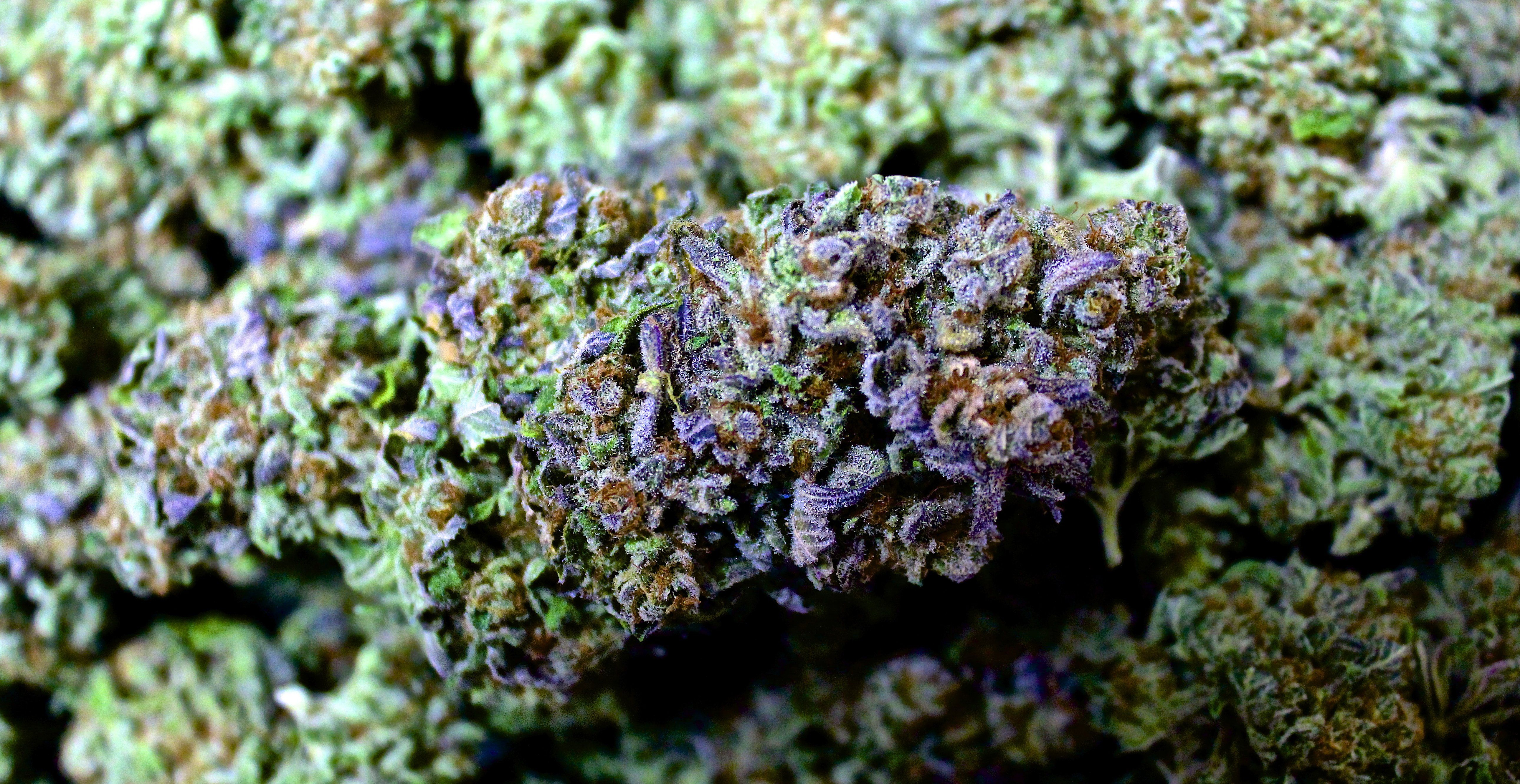 Foglie cannabis neon colorate, 1160x1720 Verticale, Telefono