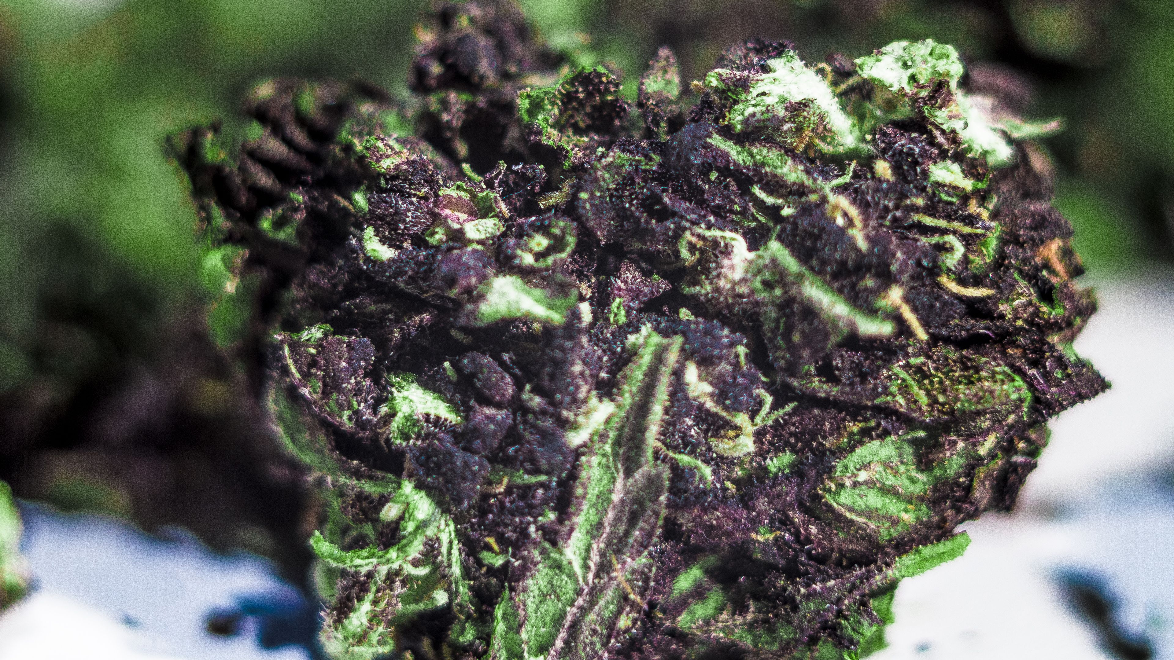 Cime di cannabis viola, 5160x2663 4K, Desktop 4K