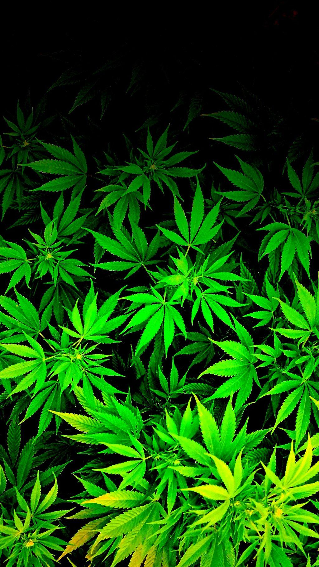 Foglie di cannabis verdi, 1024x1820 Full HD Verticale, Smartphone