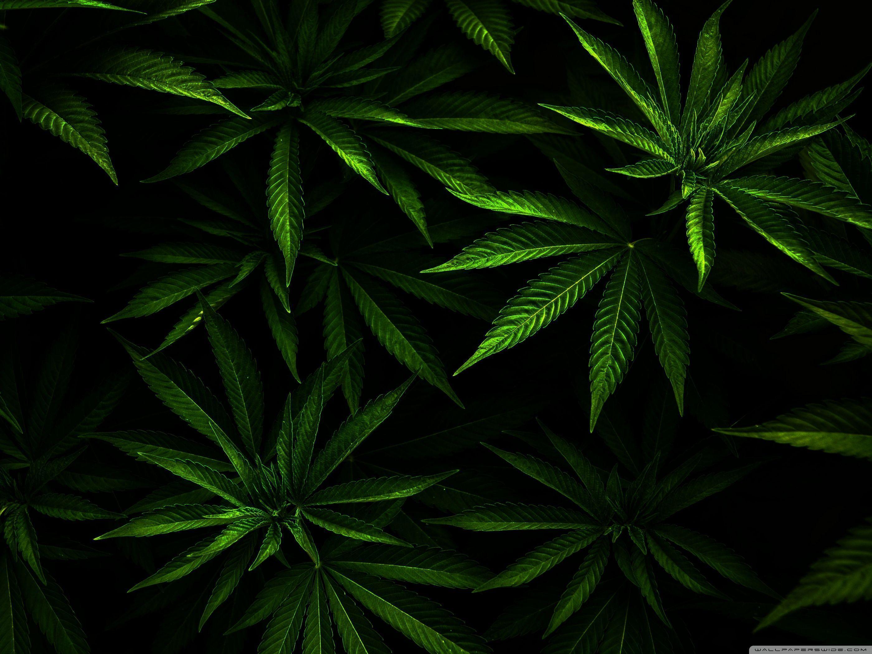 Foglie di cannabis verde scuro, 2800x2100 WQXGA, PC