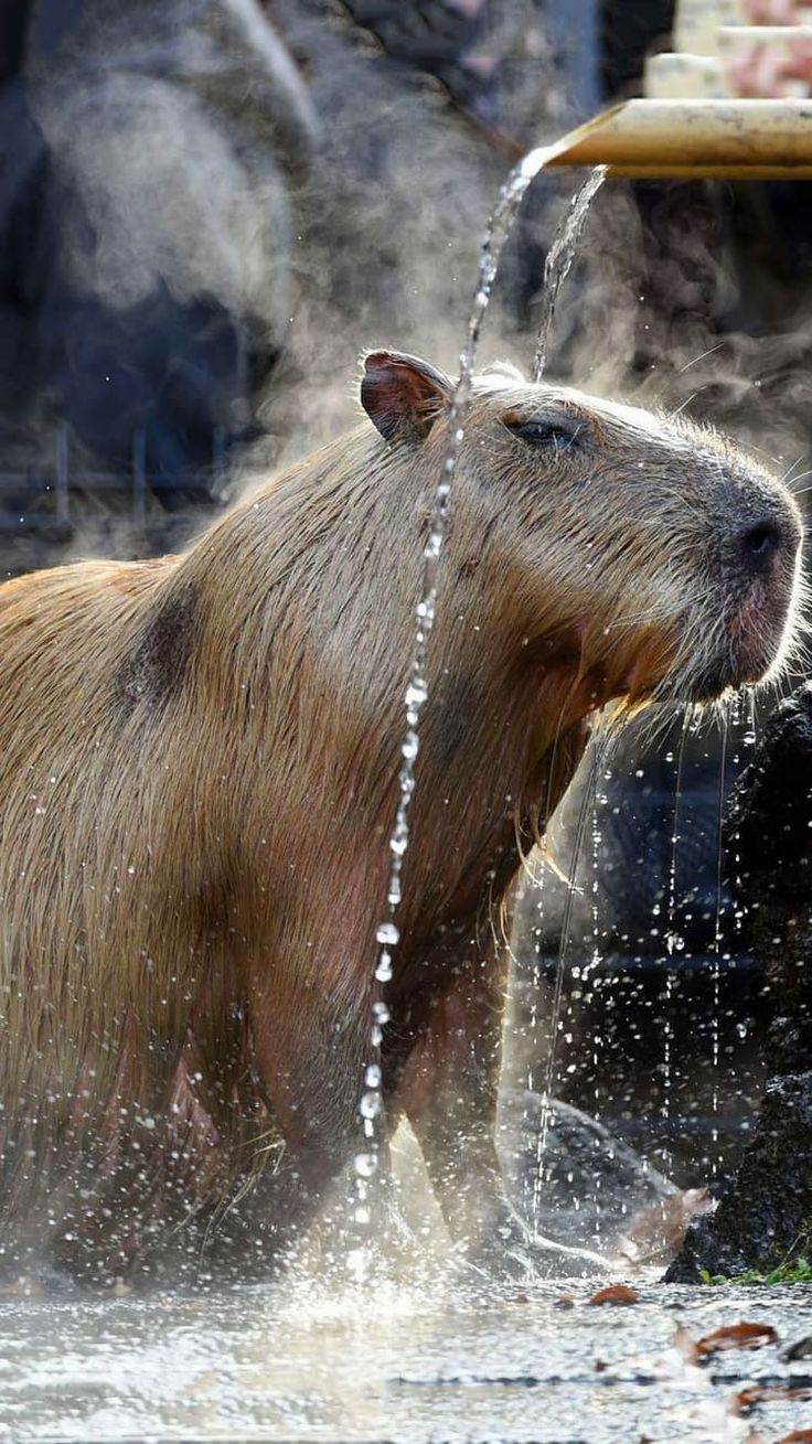 Capibara sotto acqua, 736x1309 Full HD Verticale, iPhone