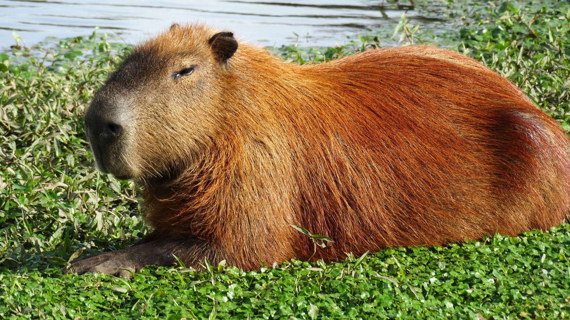 Capibara sdraiato su erba, 1920x1080 Full HD 1080p, PC