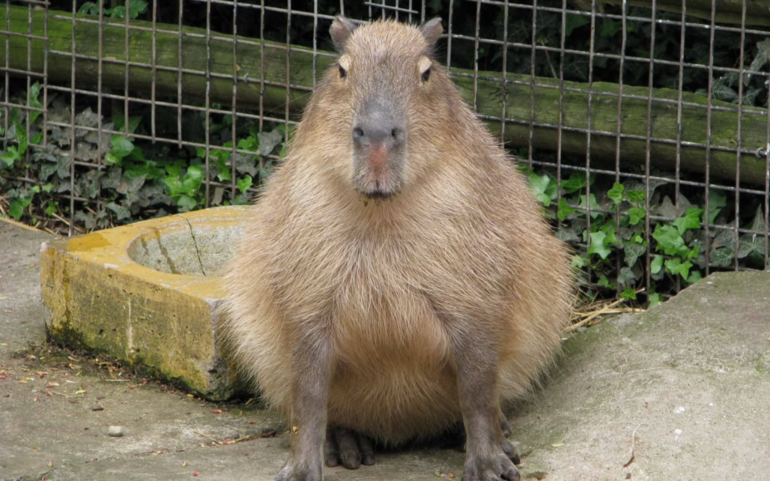 Capibara seduto allo zoo, 2560x1600 2K, Desktop