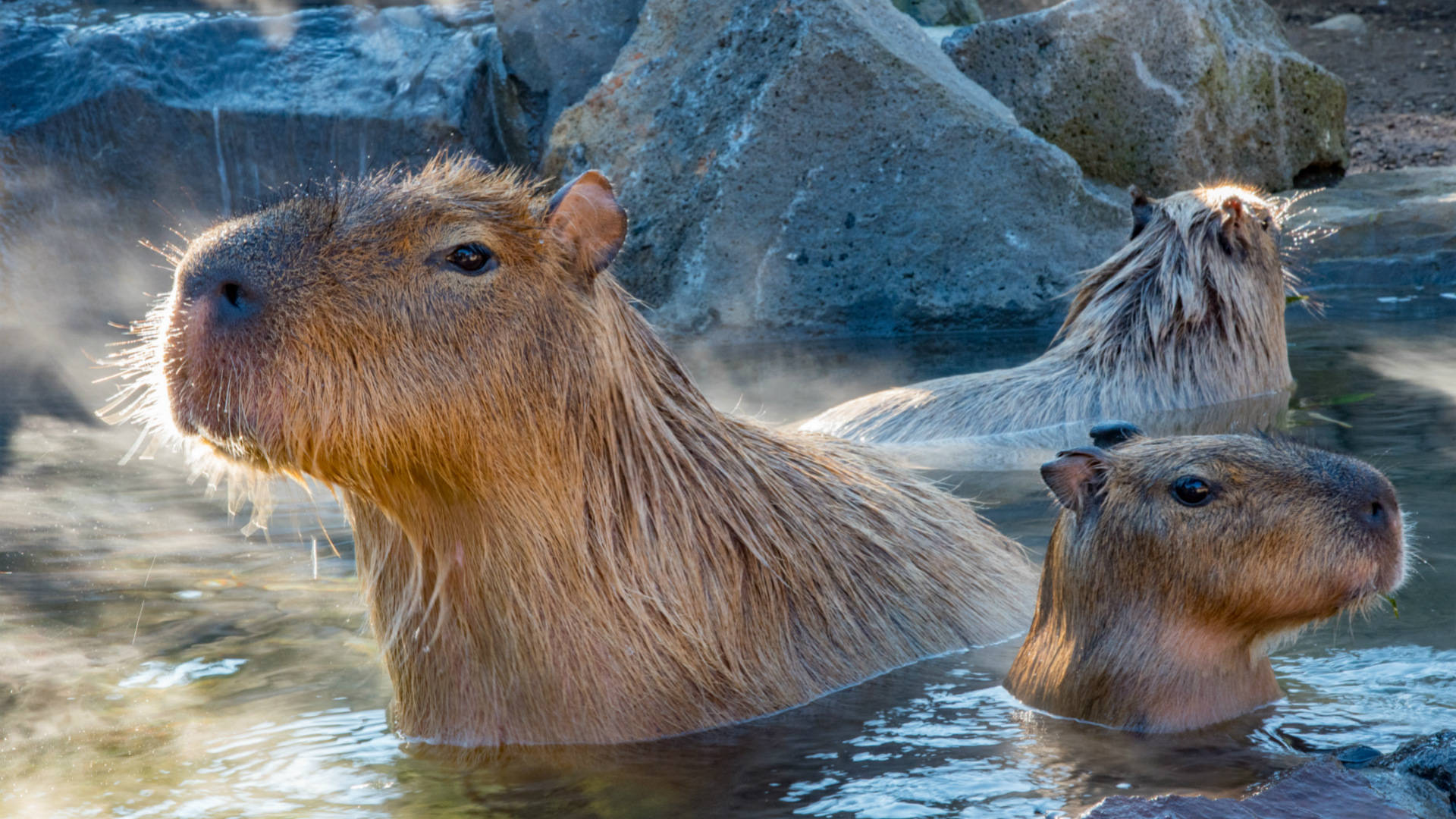 Capibara nell'acqua termale, 1920x1080 Full HD 1080p, Laptop