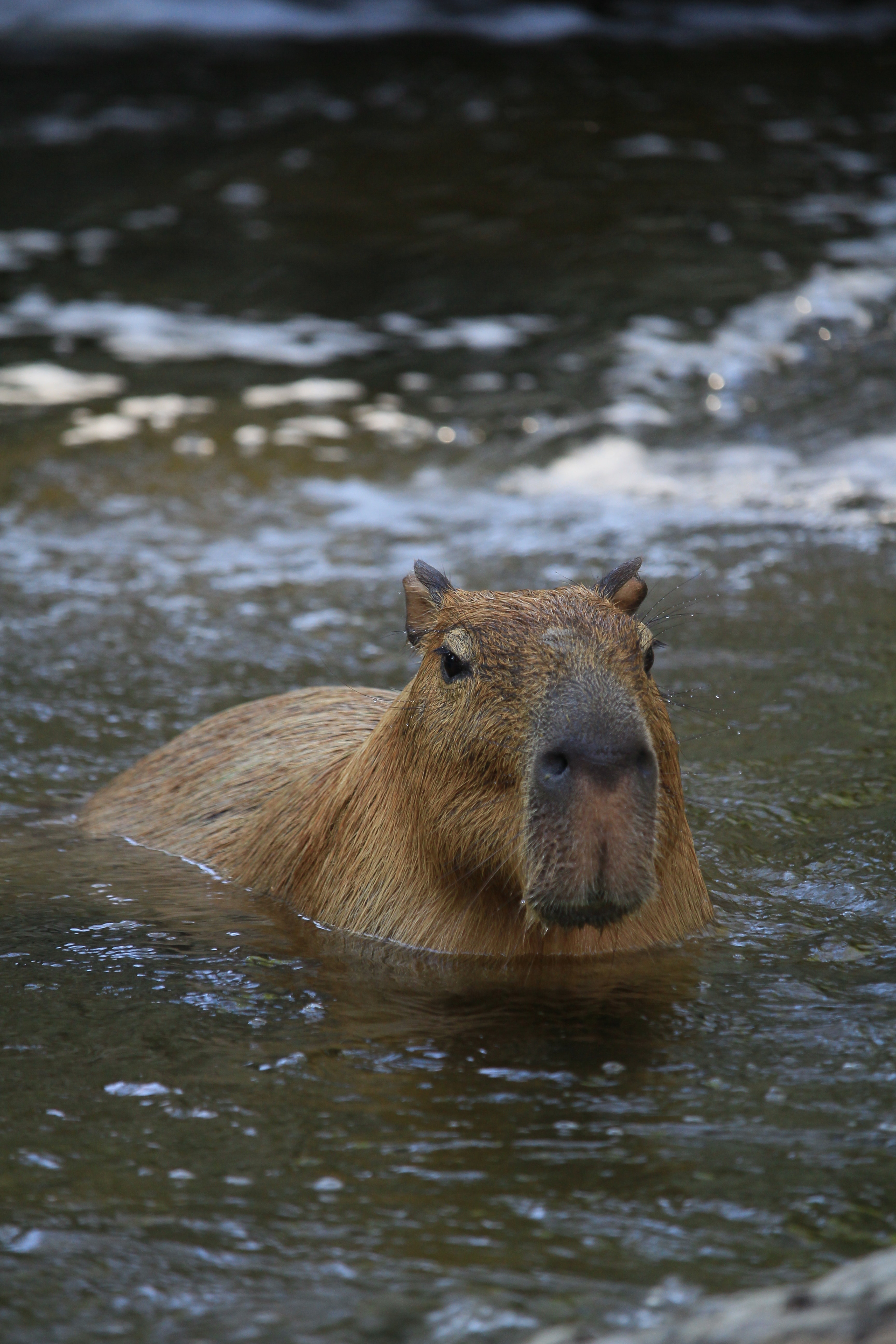 Capibara nell'acqua, 3456x5184 Verticale, Mobile