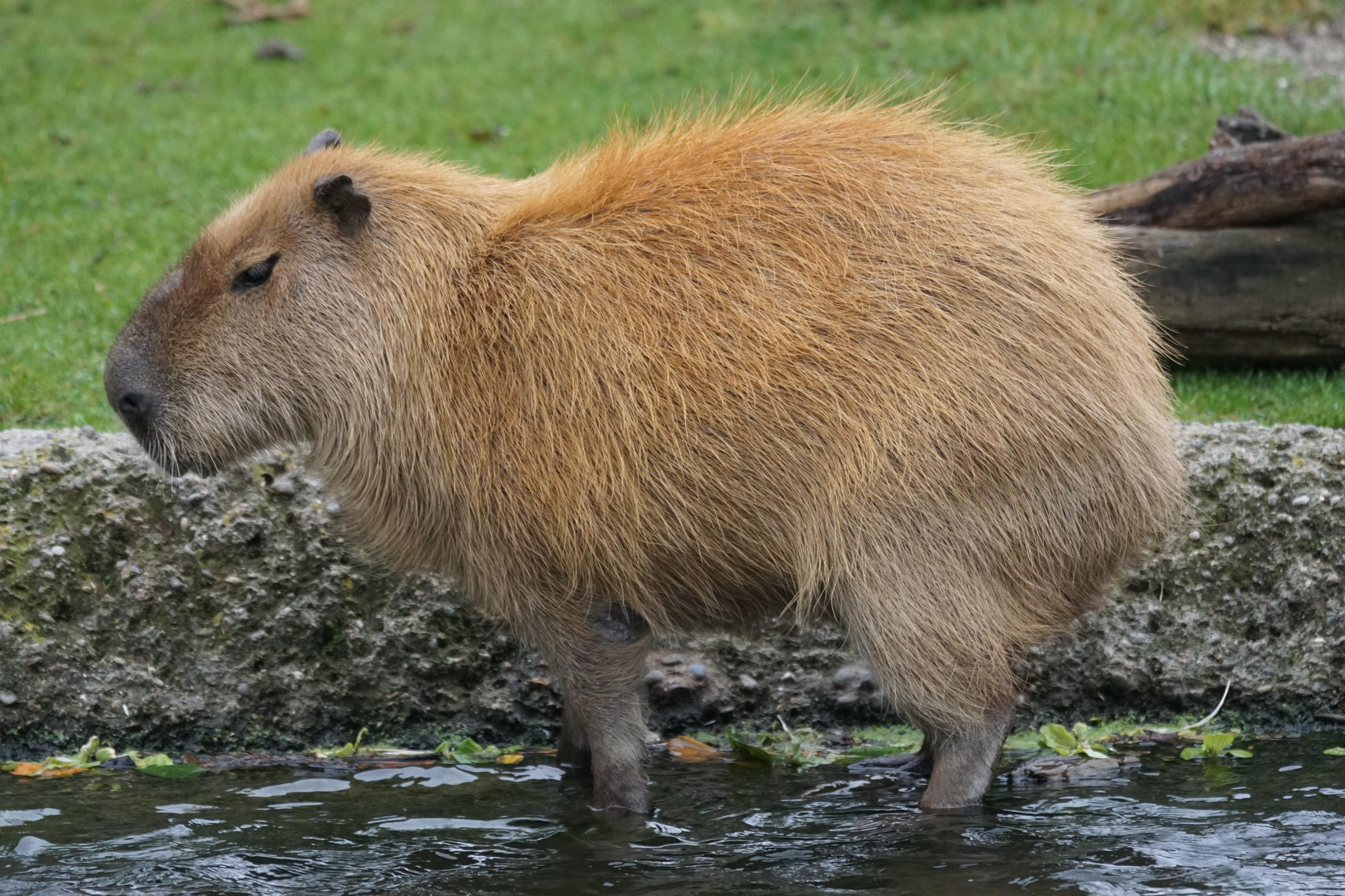 Capibara vicino all'acqua, 6000x4000 4K Ultra HD, Monitor 4K