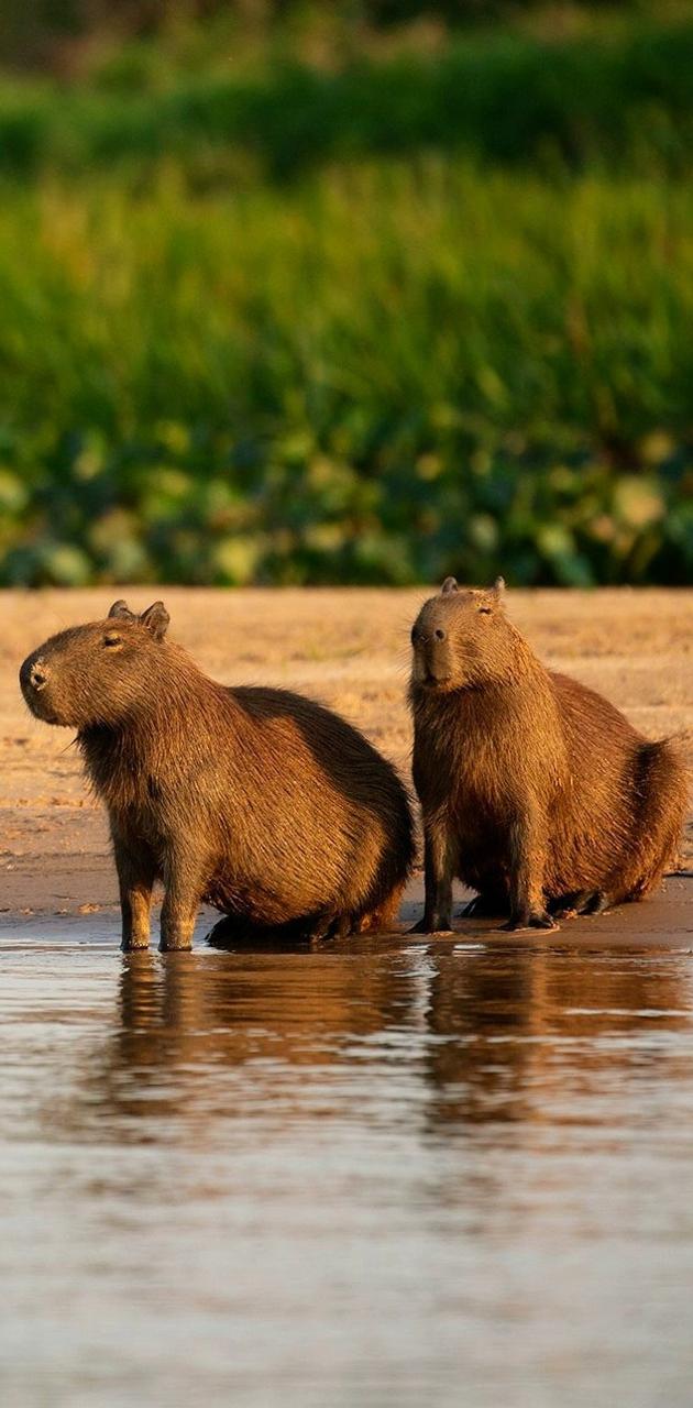 Due capibara sulla riva, 630x1280 Full HD Verticale, Google Pixel