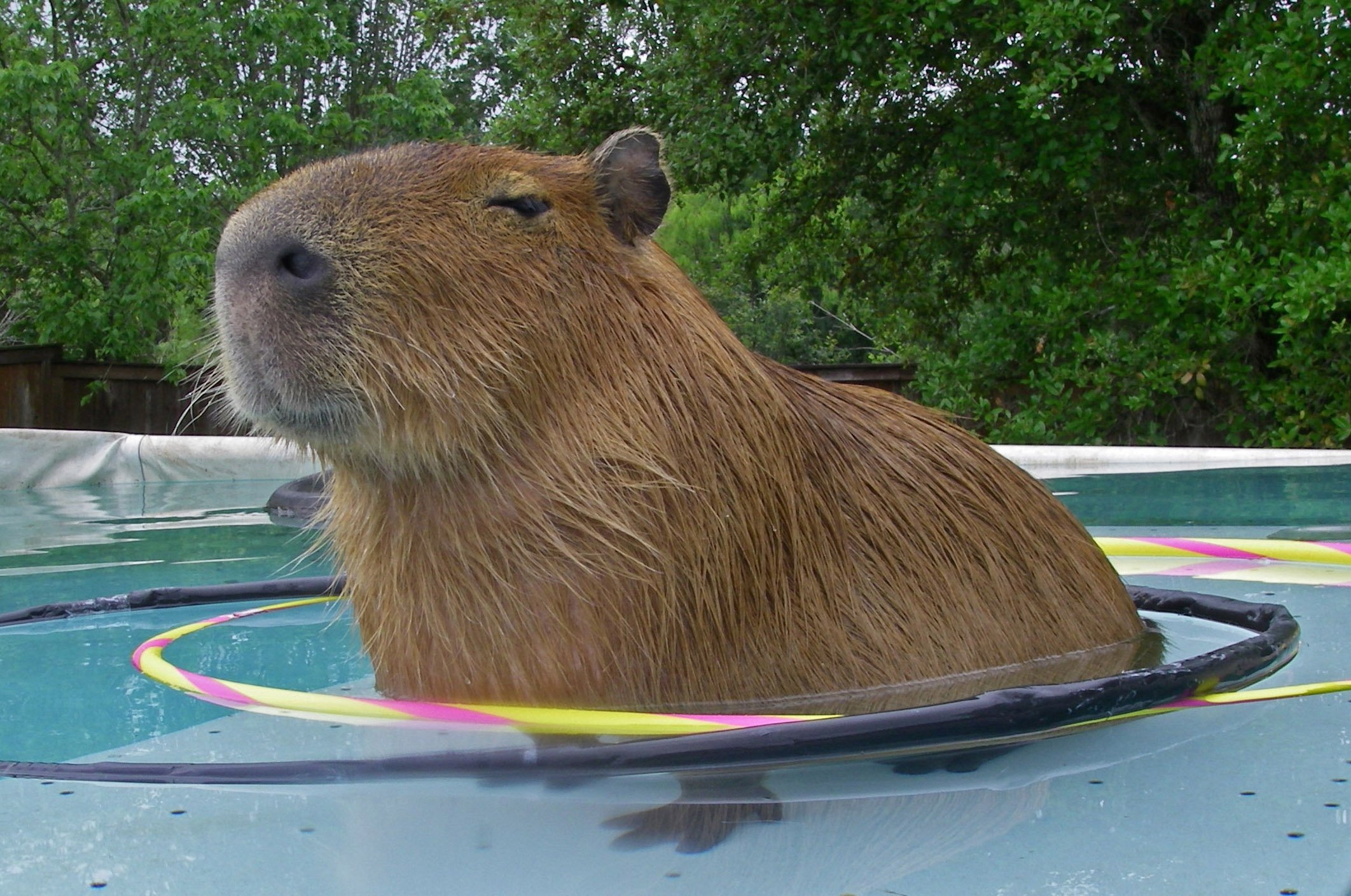 Capibara in piscina, 2124x1410 alta risoluzione, Laptop