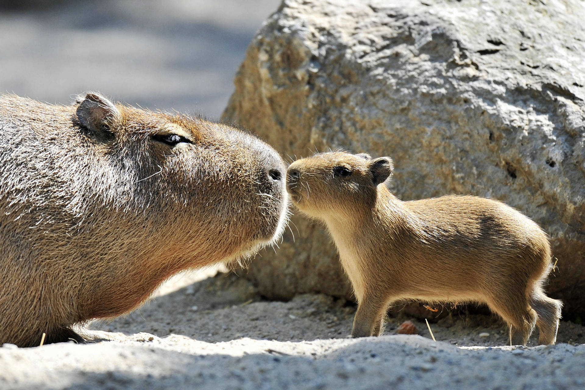 Capibara adulto e cucciolo, 1920x1280 Full HD+ WUXGA, Desktop