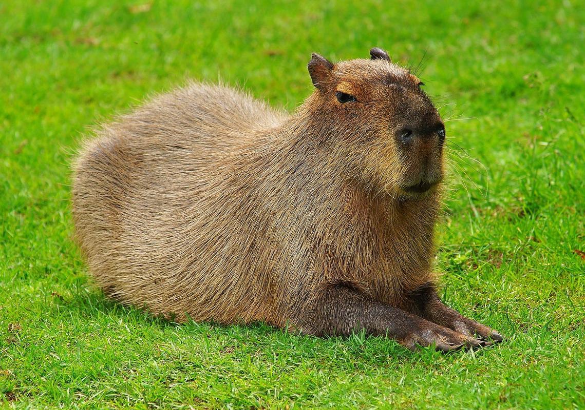 Capibara sdraiato nell'erba, 1139x800 HD, Desktop