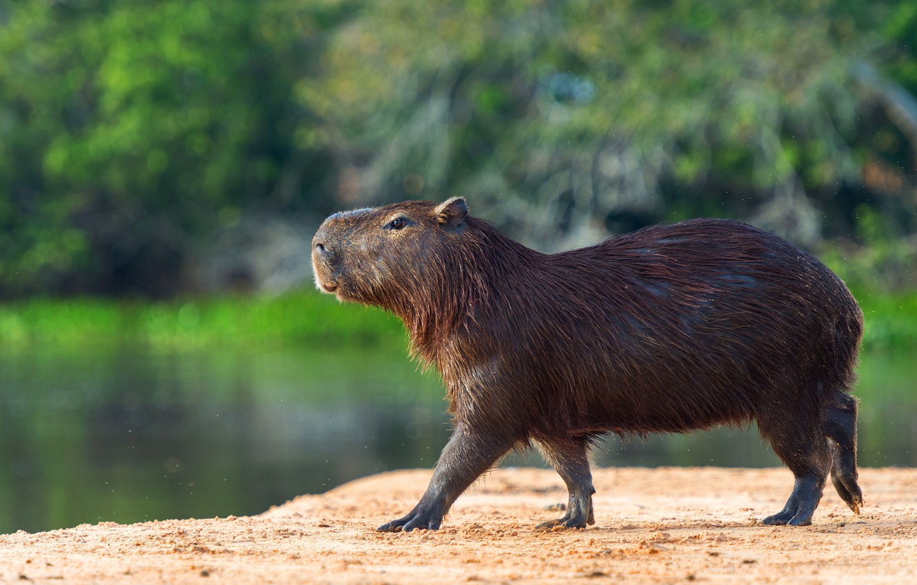 Capibara che cammina sulla riva, 1332x850 HD, Desktop