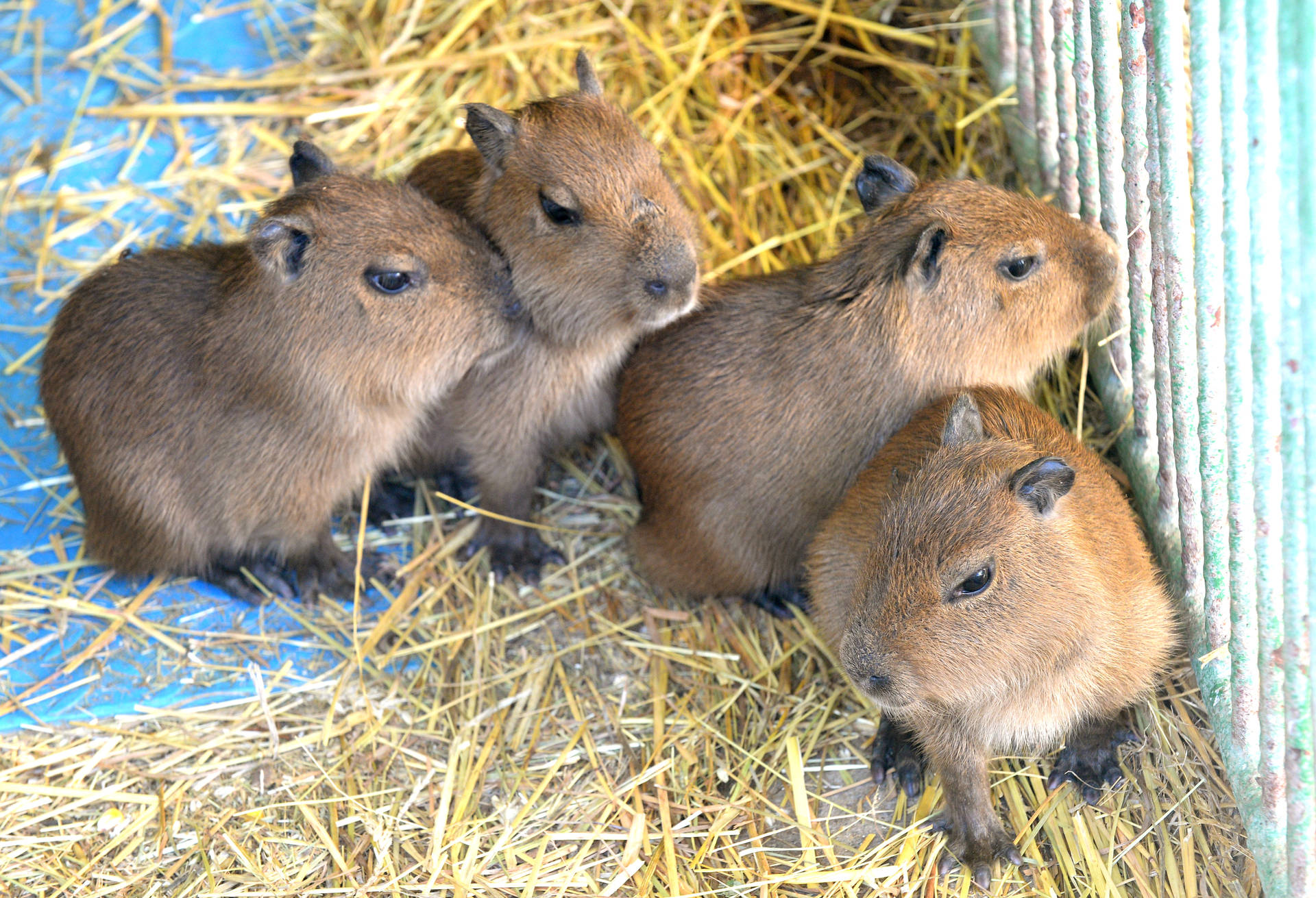 Cuccioli di capibara nel fieno, 1920x1311 Full HD+, PC Desktop