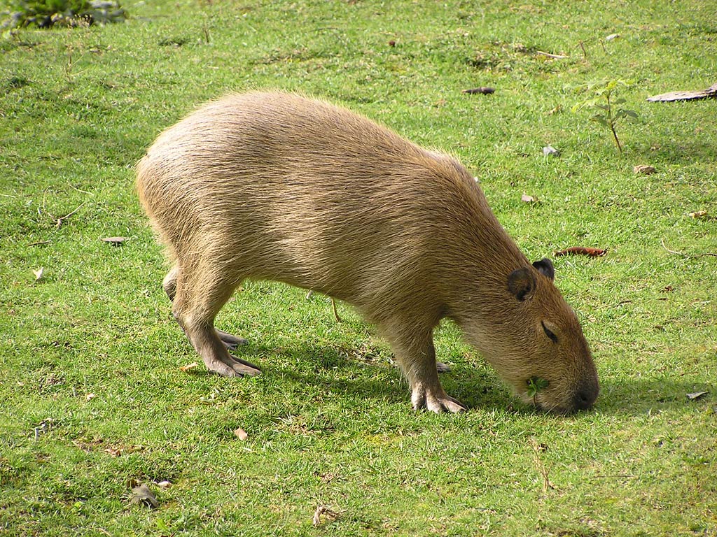 Capibara che pascola sull'erba, 1024x768 HD, Desktop