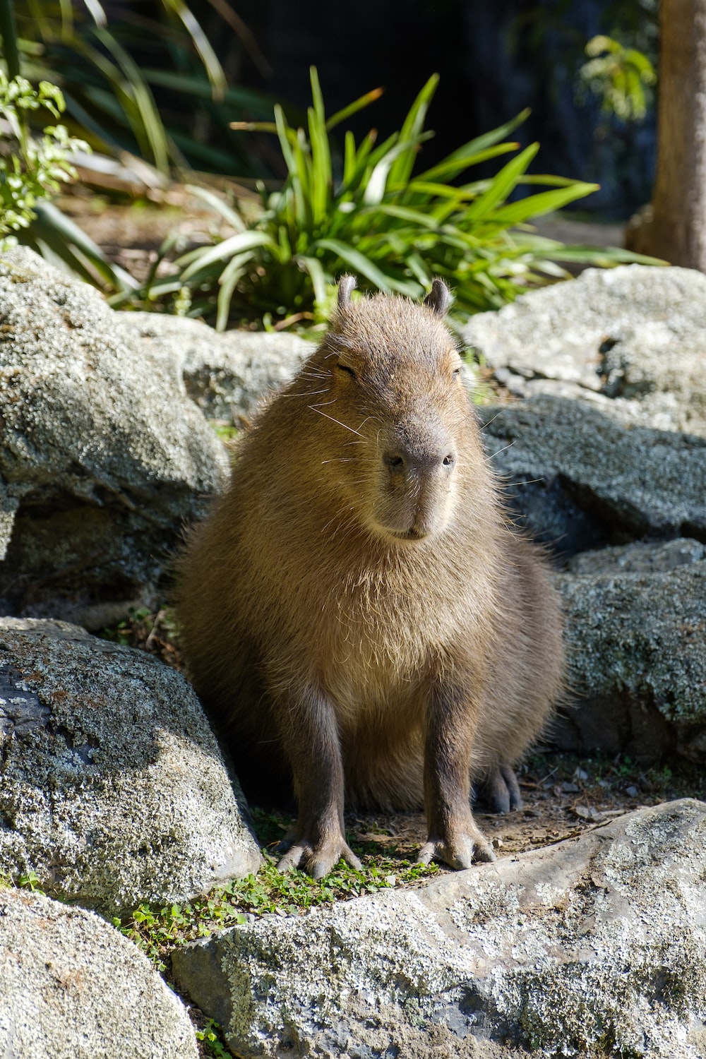 Capibara seduto su rocce, 1000x1500 Full HD Verticale, Realme