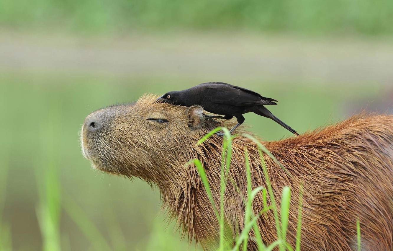 Capibara con uccello nero, 1332x850 720p, PC