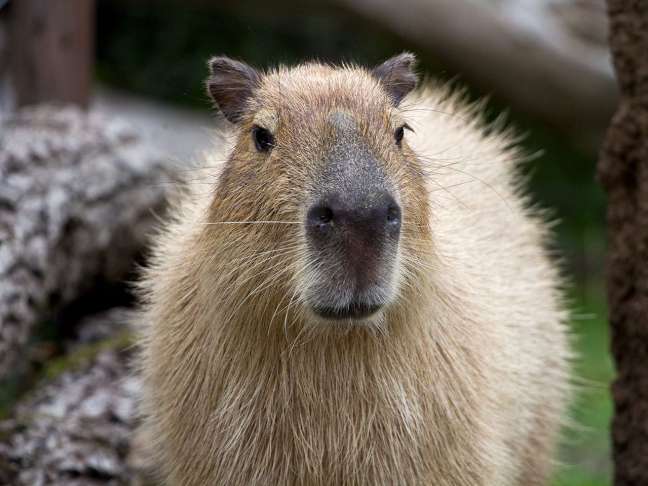 Capibara primo piano muso, 1280x960 720p, Acer Nitro