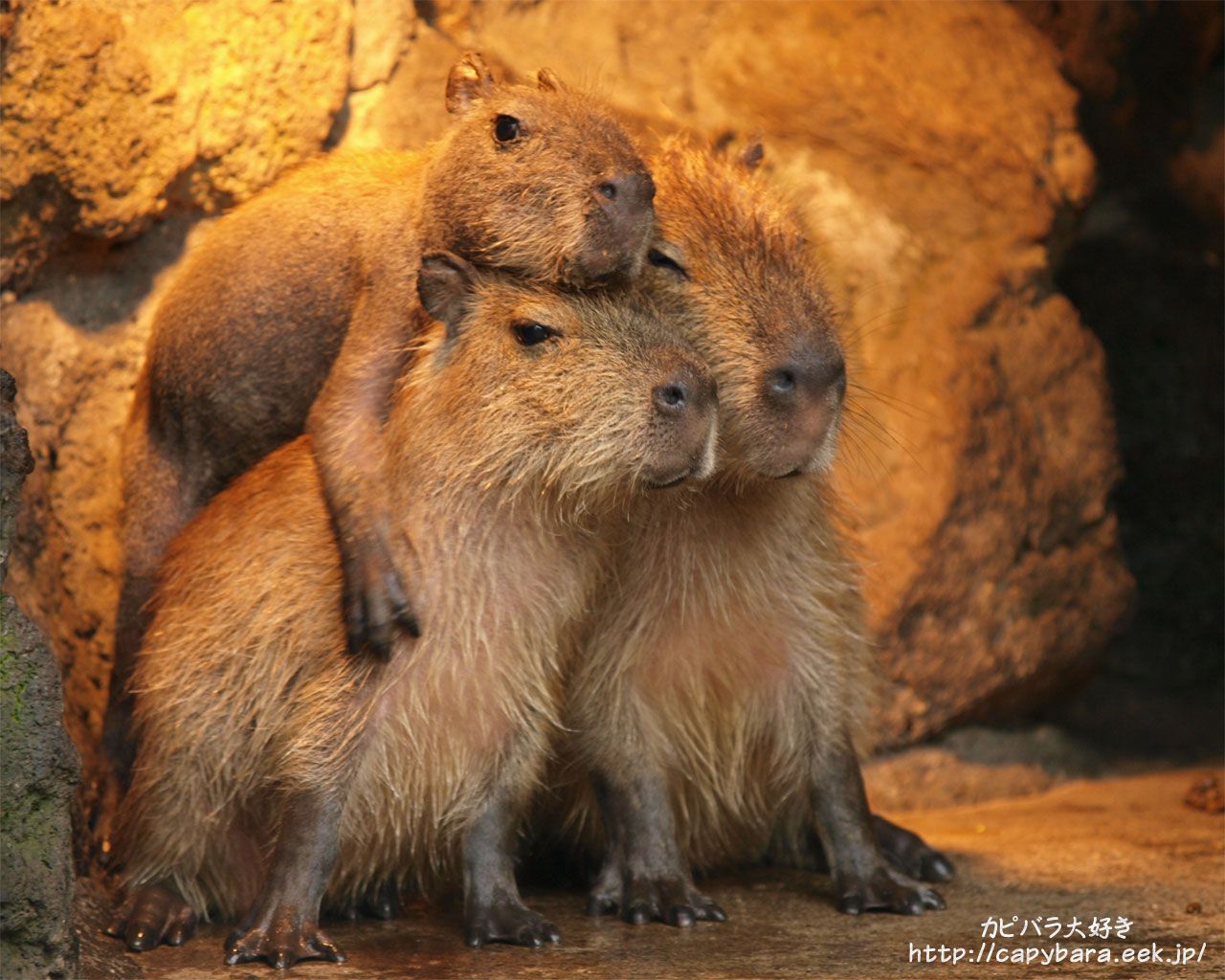 Famiglia di capibara, 1280x1024 HD, Desktop