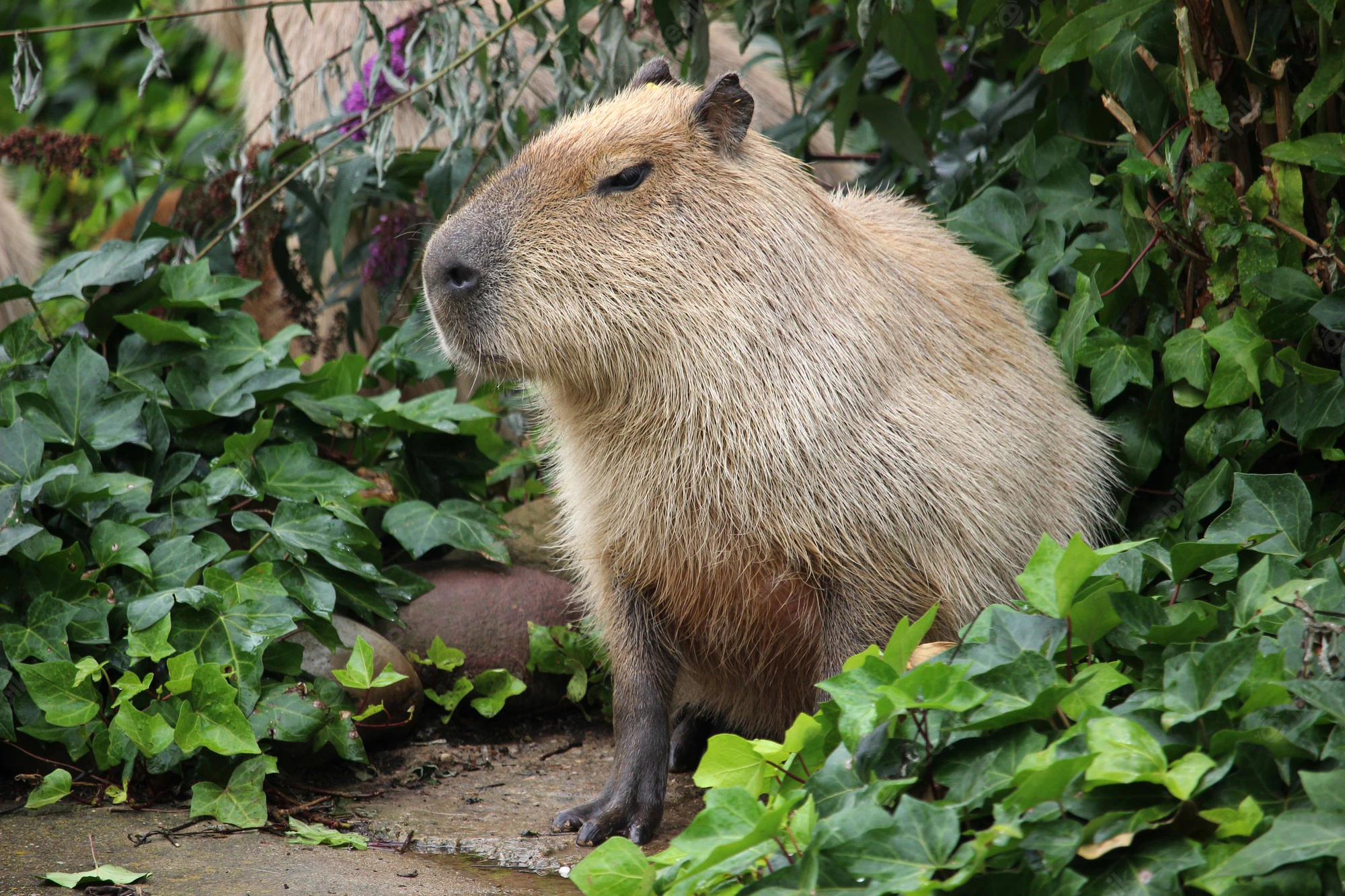 Capibara tra foglie verdi, 2000x1333 alta risoluzione, Desktop
