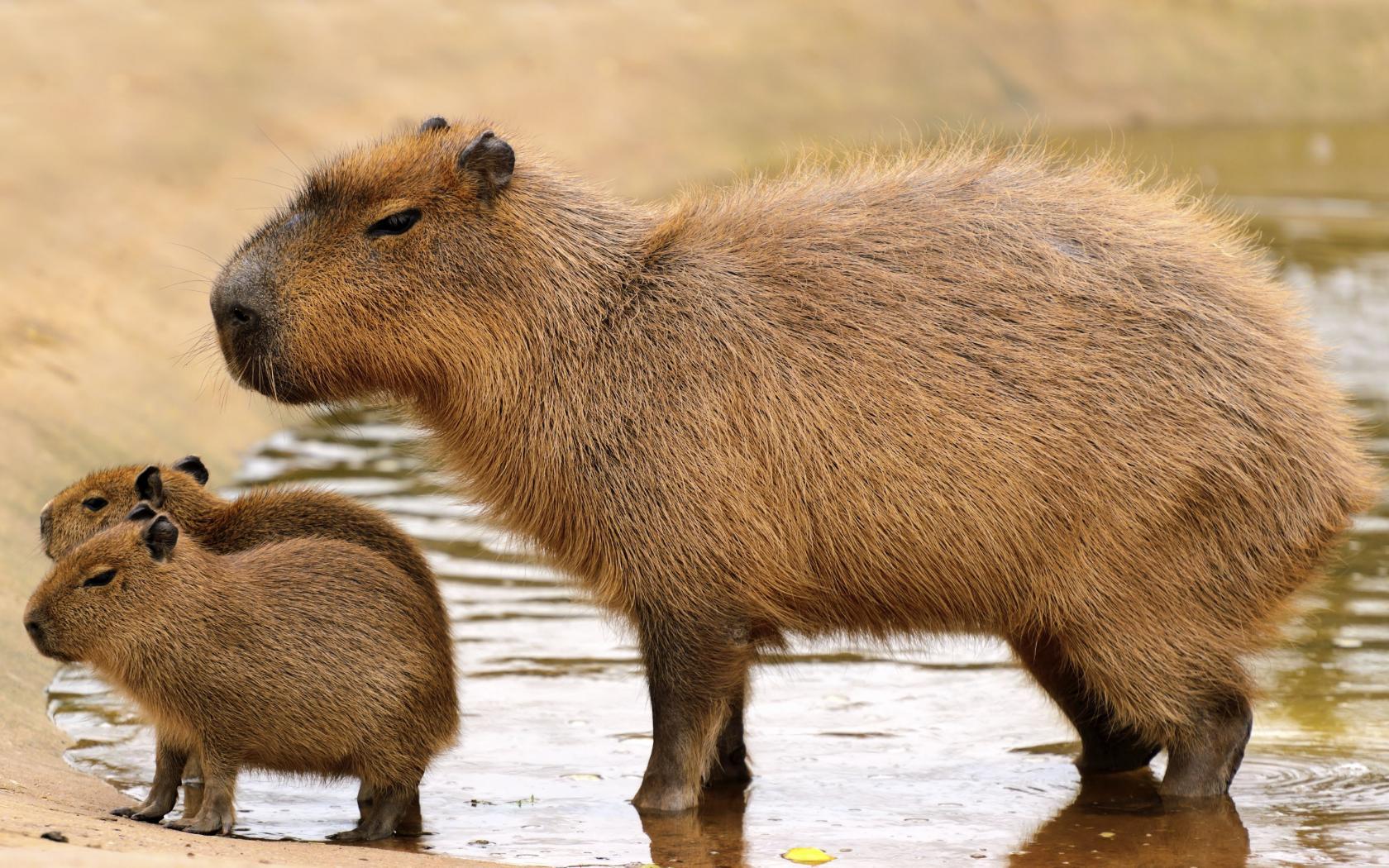 Capibara adulto con cucciolo, 1680x1050 900p, HP Laptop