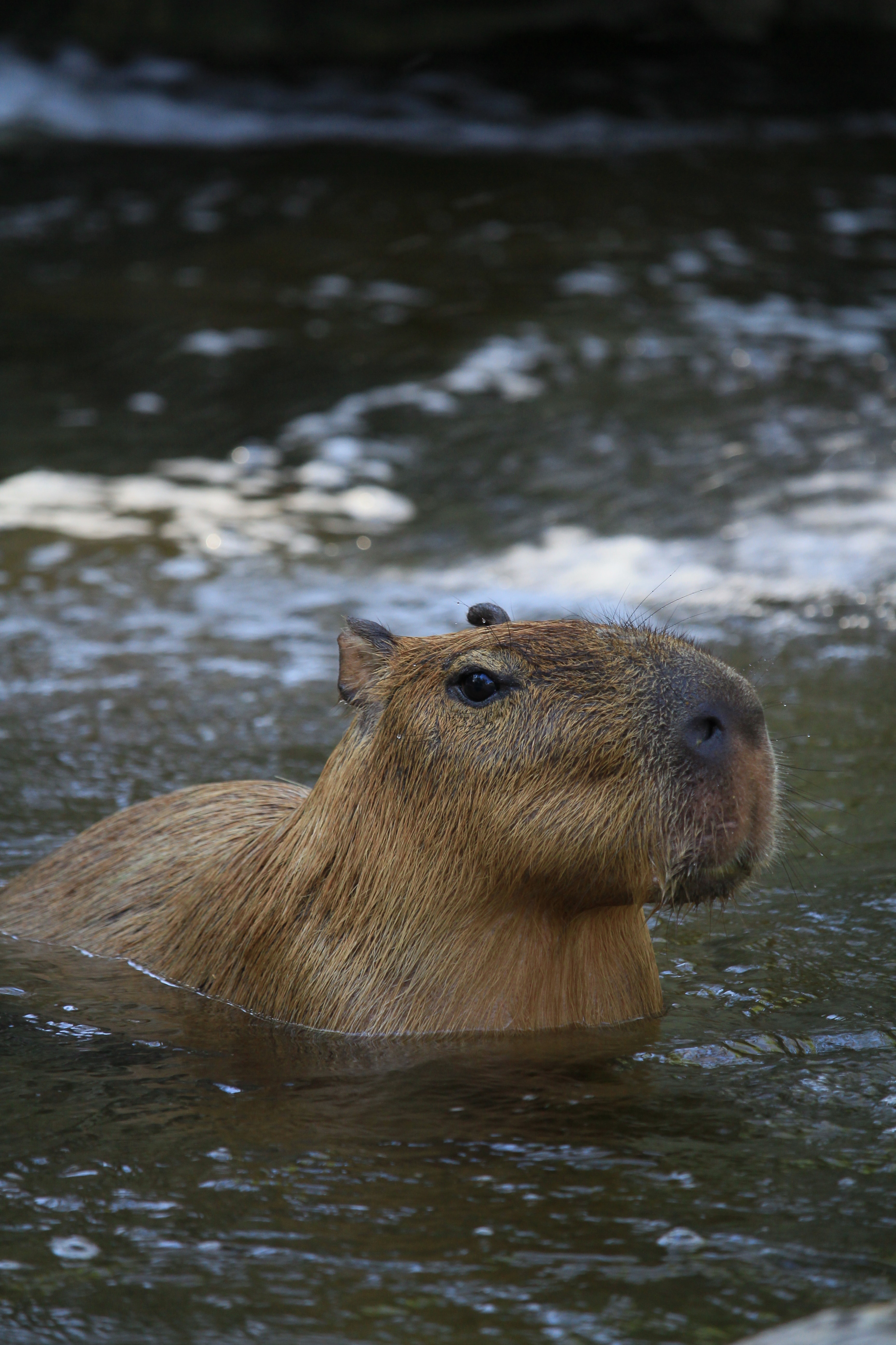 Capibara nell'acqua, 3456x5184 Verticale, Telefono