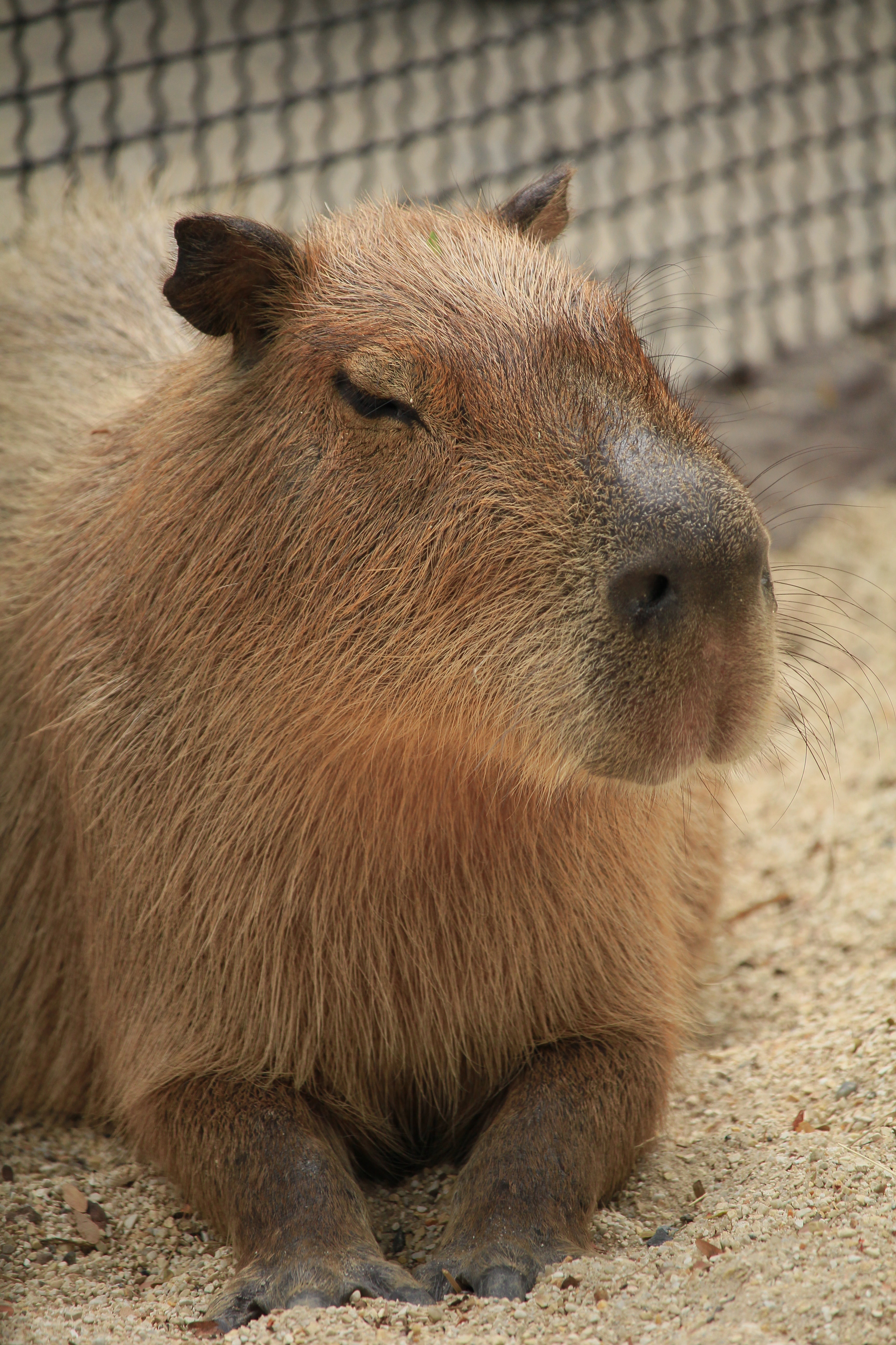 Capibara sdraiato su sabbia, 3456x5184 Full HD Verticale, Smartphone