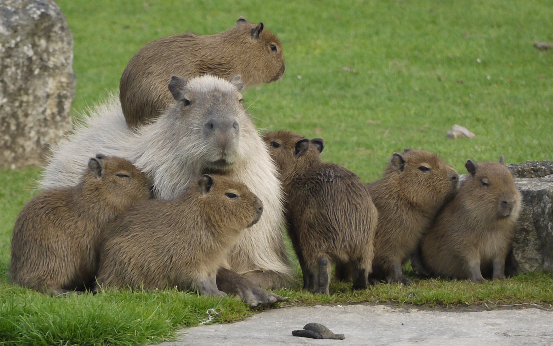 Gruppo di capibara sull'erba, 1920x1200 Full HD+ WUXGA, PC