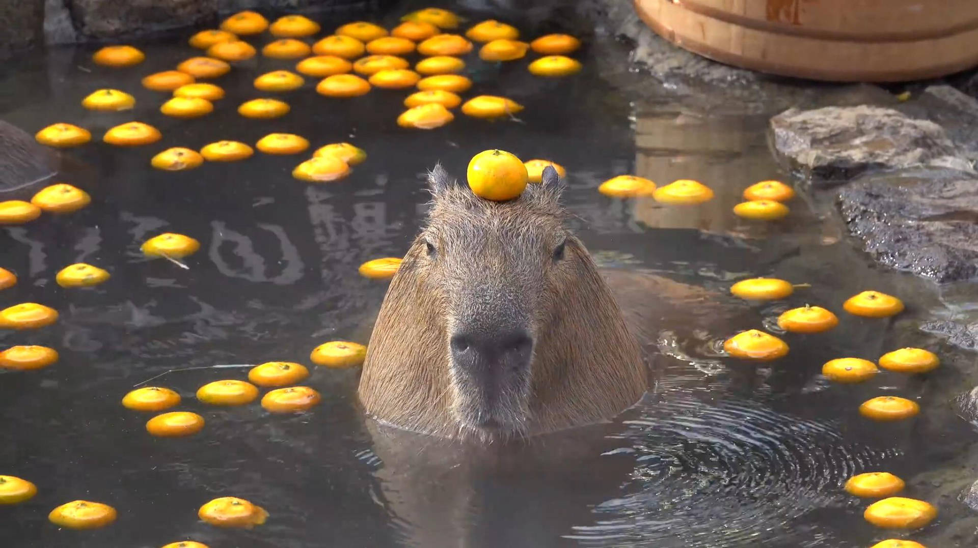 Capibara con arancia in testa, 1920x1077 Full HD, Desktop