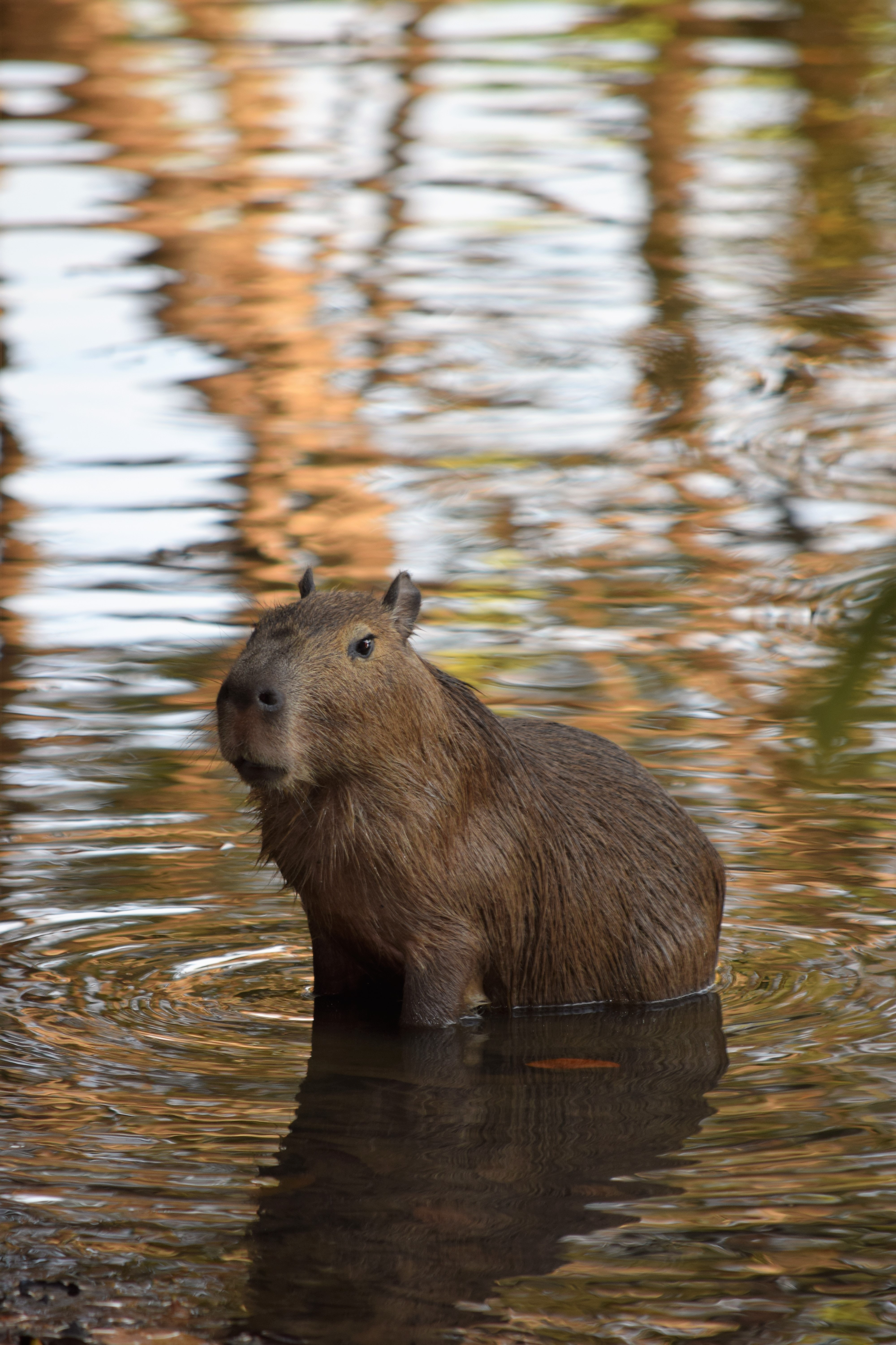 Capibara in acqua, 4000x6000 Full HD Verticale, Smartphone