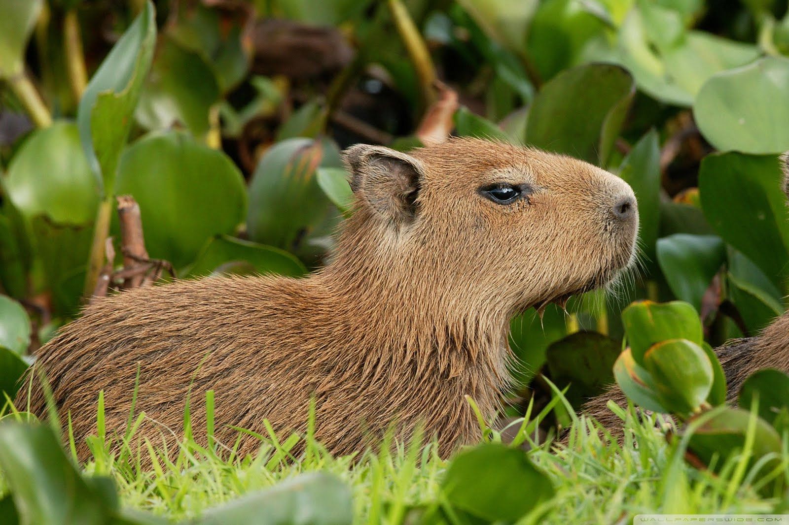 Capibara tra foglie verdi, 1600x1066 HD Ready, Notebook Gaming