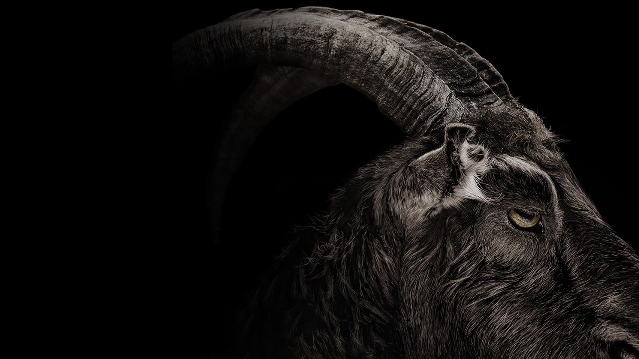 Capra nera con corna, 1280x720 HD, PC Desktop