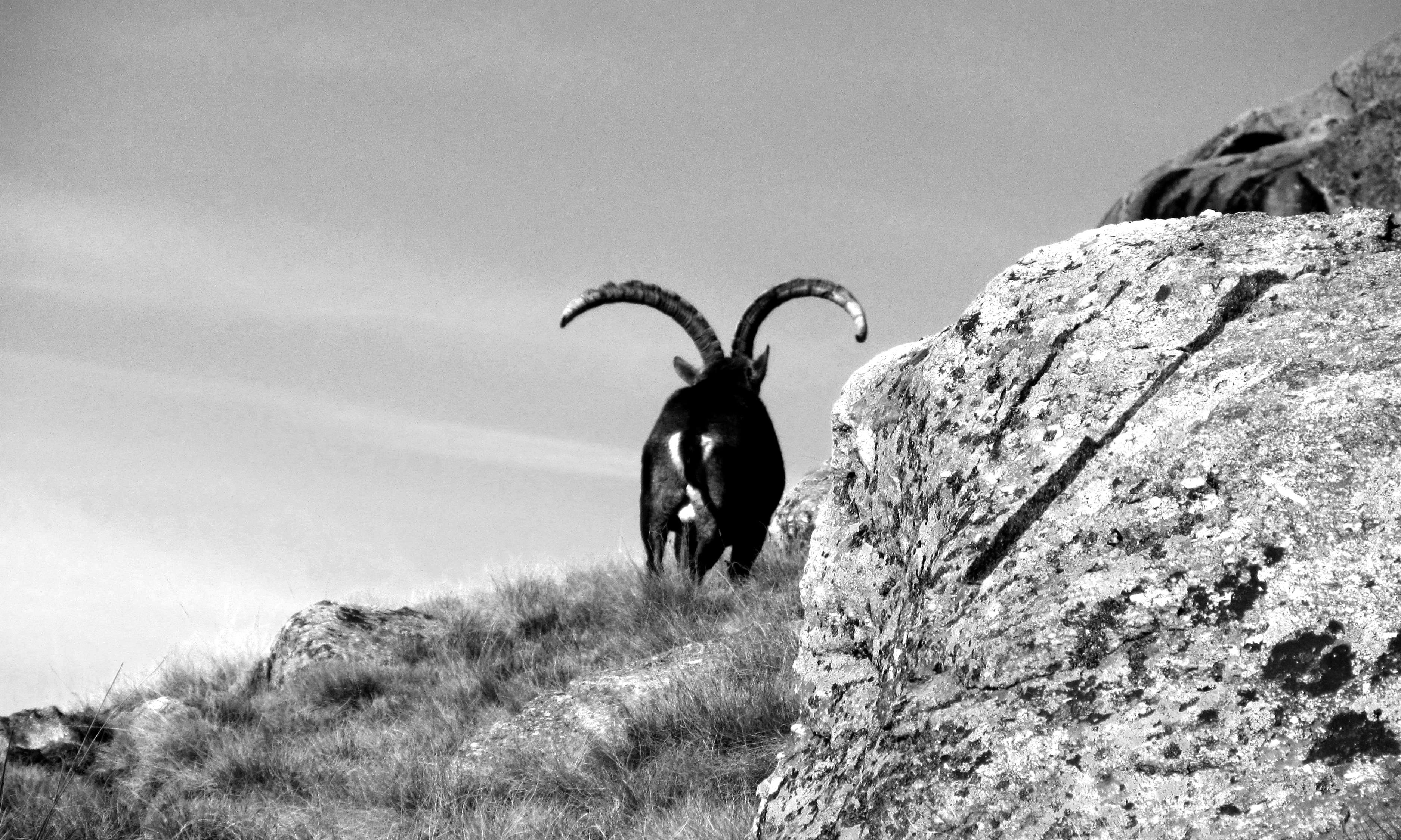Capra nera su montagna, 3750x2250 2K, PC