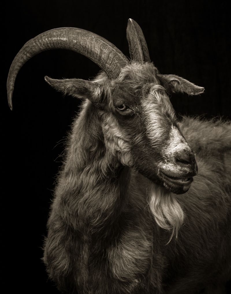 Capra nera ritratto studio, 800x1018 Verticale, Telefono