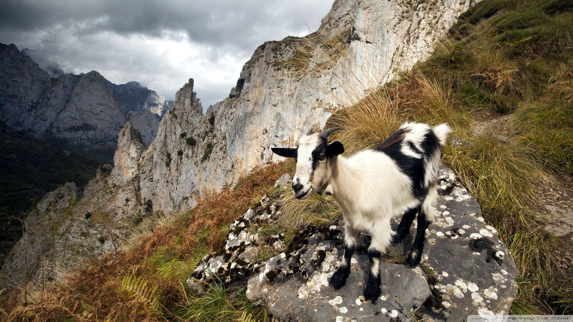 Capra nera su montagna rocciosa, 1920x1080 1080p, Laptop