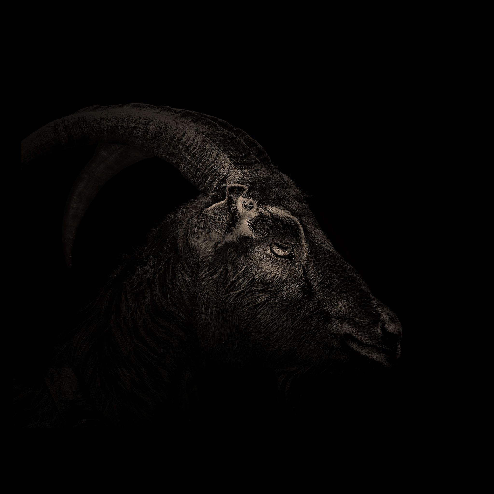 Capra nera su sfondo scuro, 2048x2048 2K, Desktop