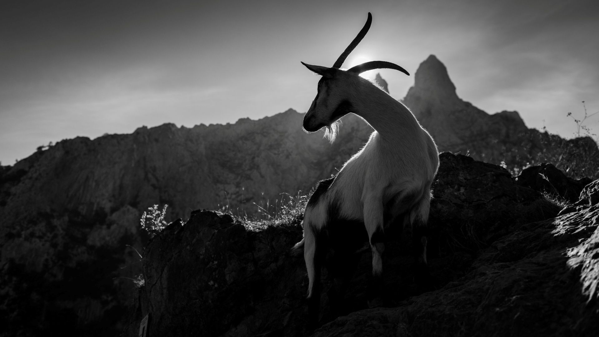 Capra bianca su roccia montana, 1920x1080 Full HD, PC