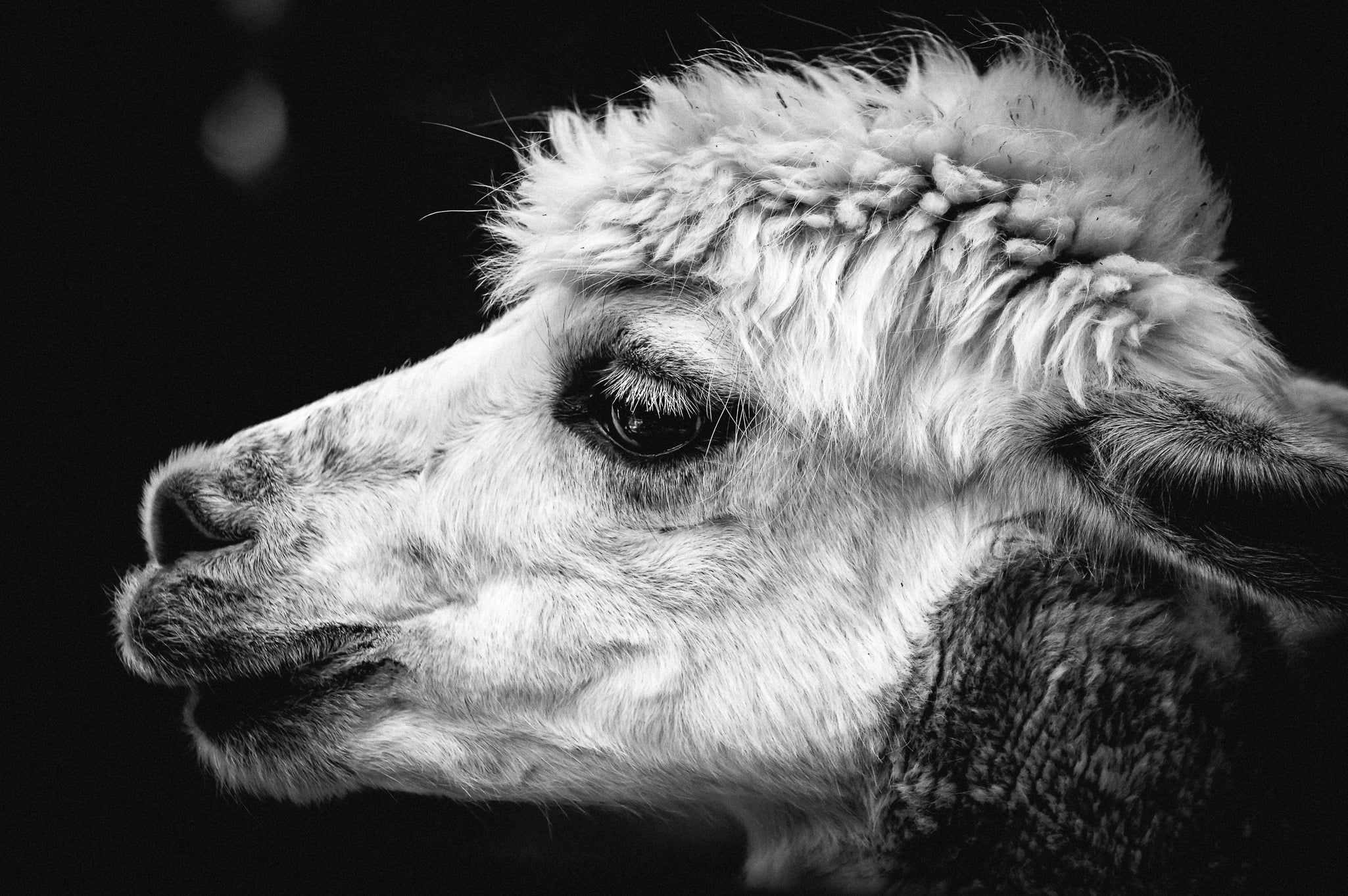 Alpaca in bianco e nero, 2050x1363 Hi-Res, Desktop