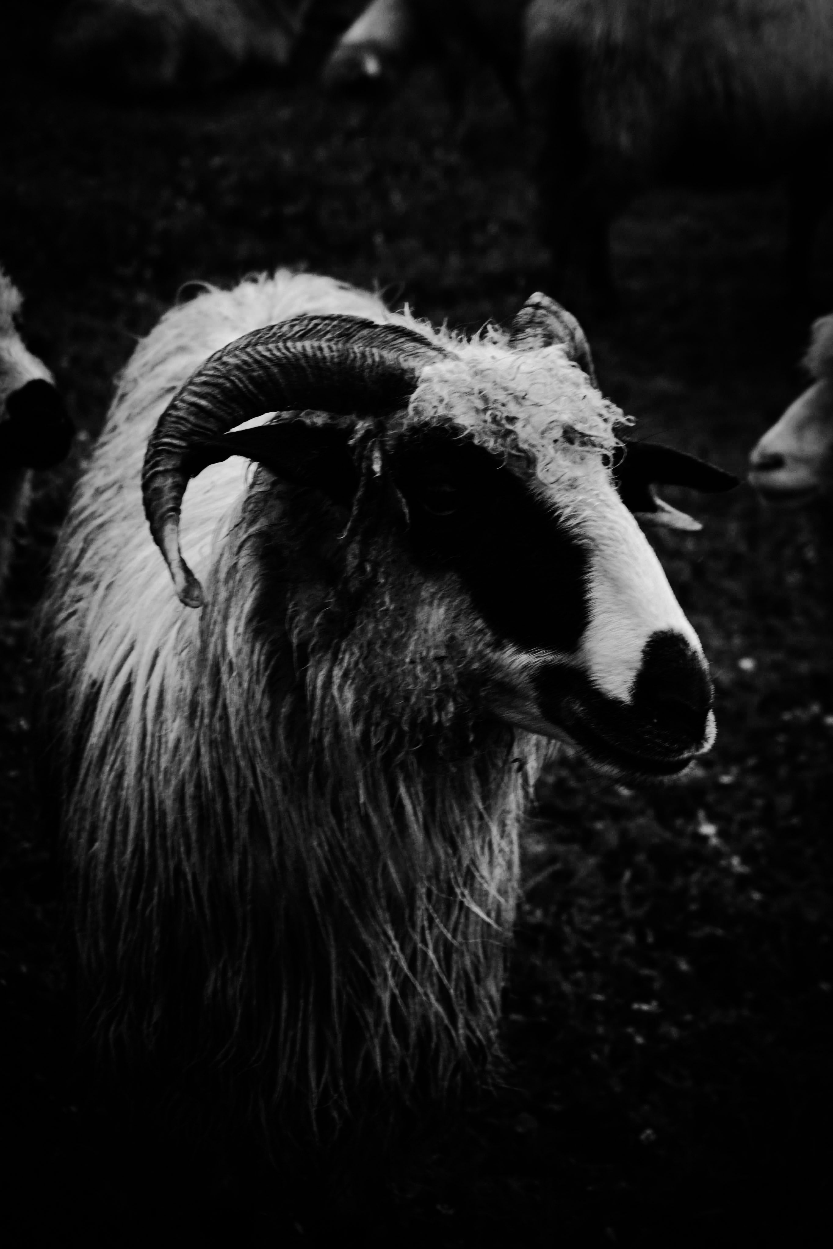 Capra nera con corna, 2730x4096 Verticale, Mobile