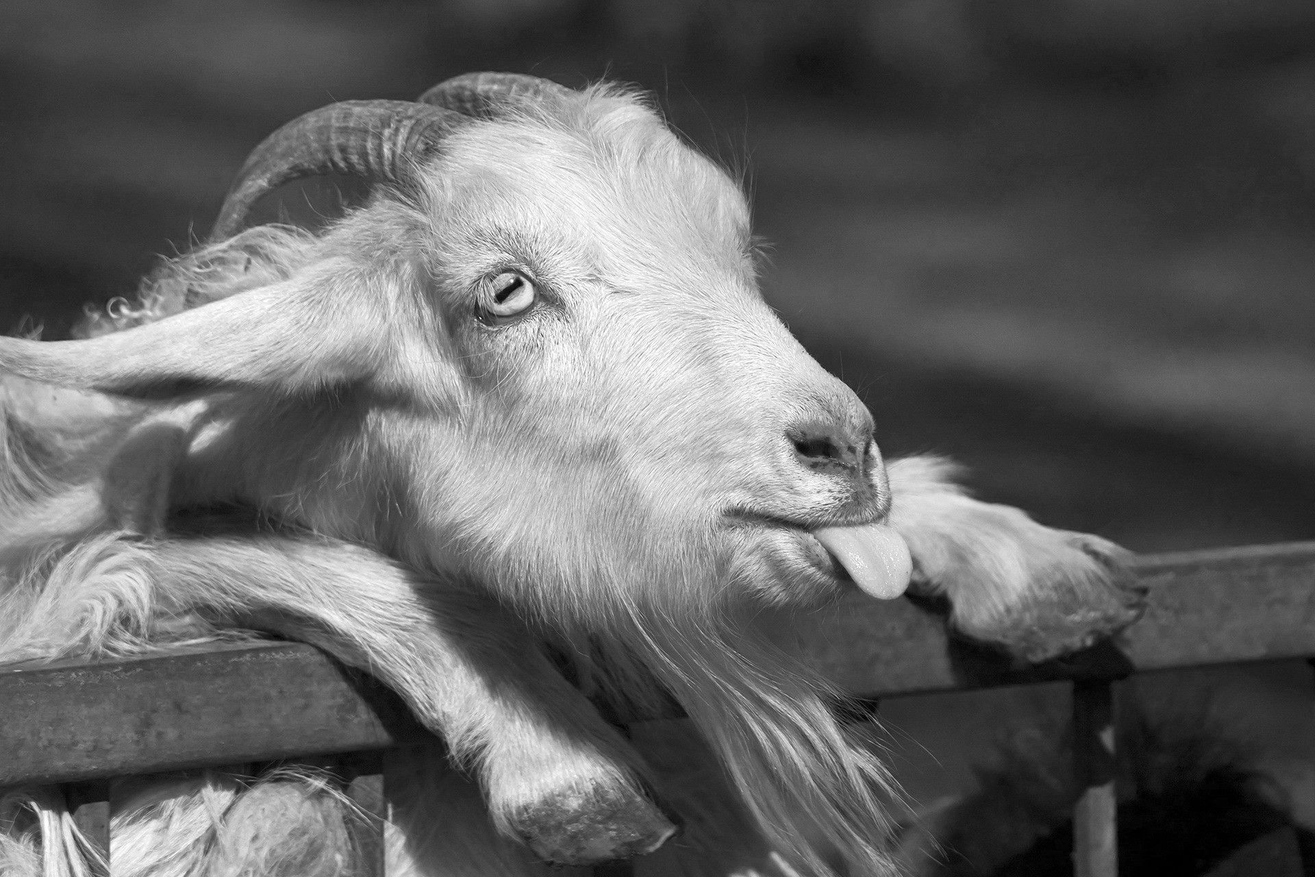Capra bianco e nero recinto, 1920x1280 Full HD+ WUXGA, Laptop