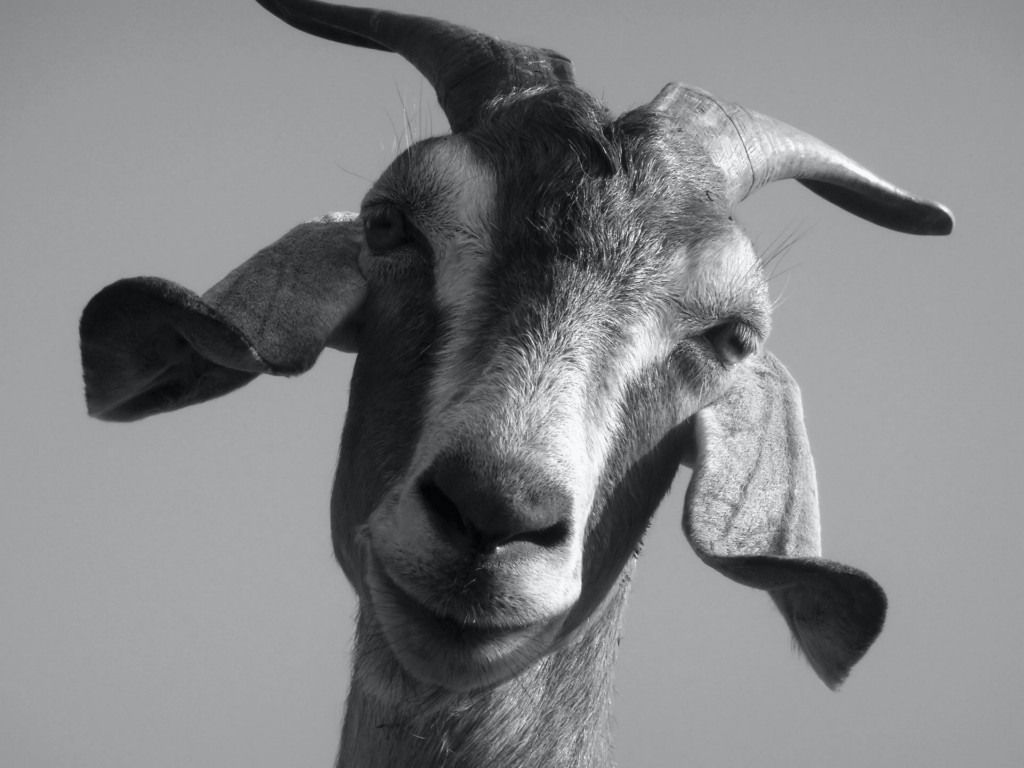 Capra in bianco e nero, 1920x1080 1080p, Desktop