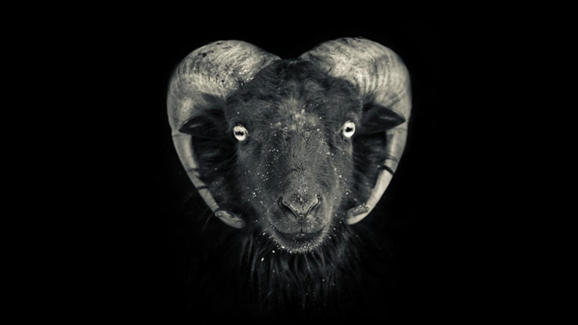 Capra nera con corna, sfondo nero, 1920x1080 1080p, PC Desktop