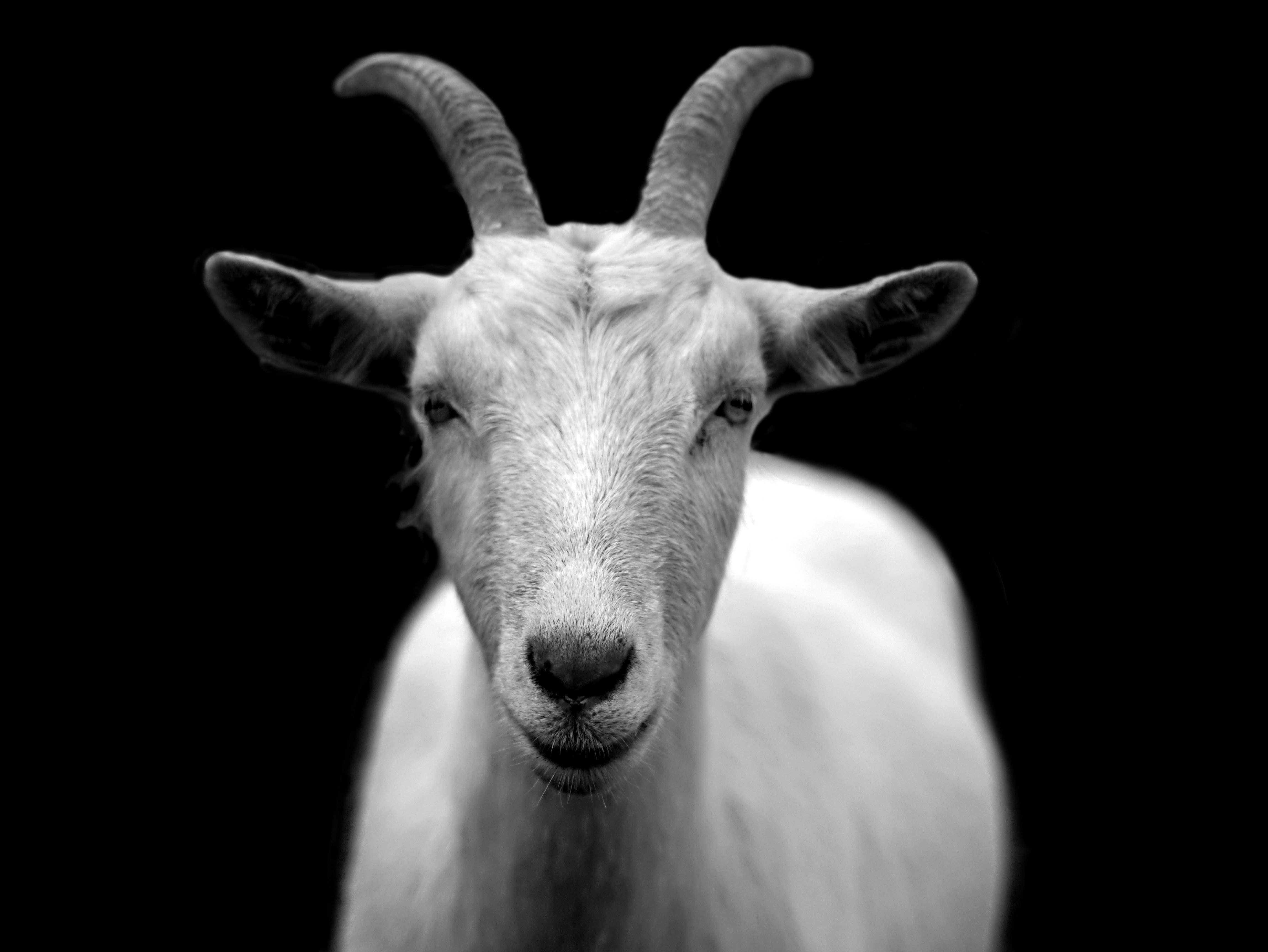 Capra bianca su sfondo nero, 4592x3448 4K, Desktop 4K