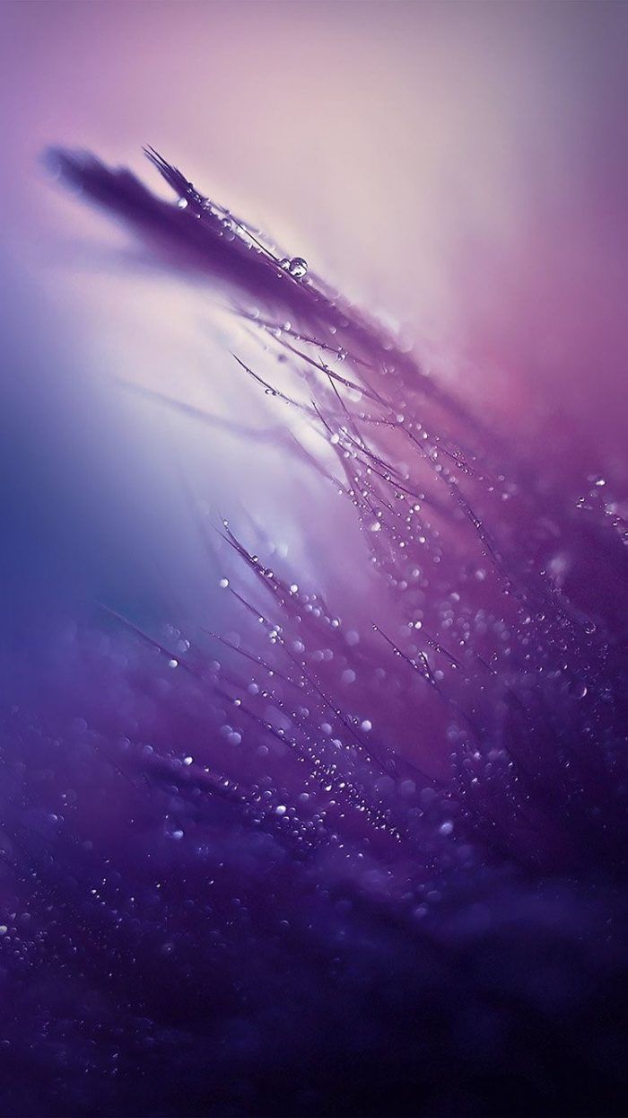 Piuma viola con gocce, sfondi Carini, 700x1245 Full HD Verticale, iPhone