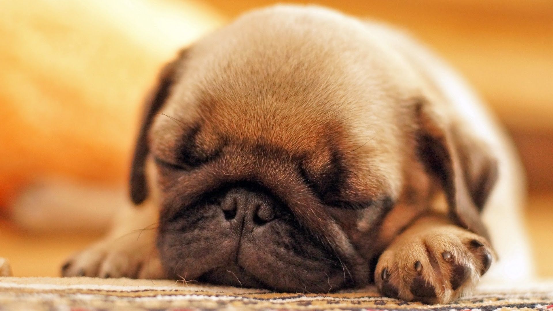 Cucciolo di carlino addormentato, 1920x1080 Full HD, Desktop