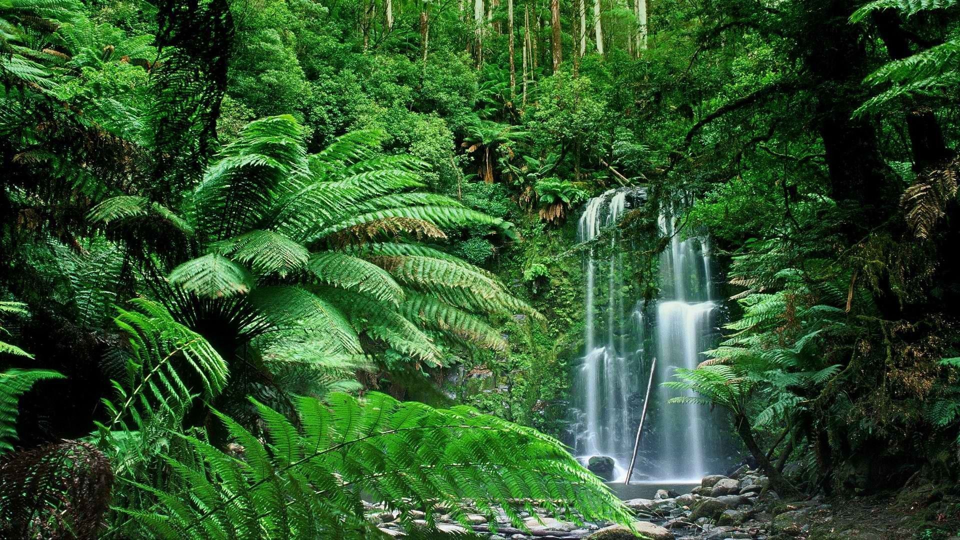 Cascata nella foresta verde, 1920x1080 Full HD, Desktop