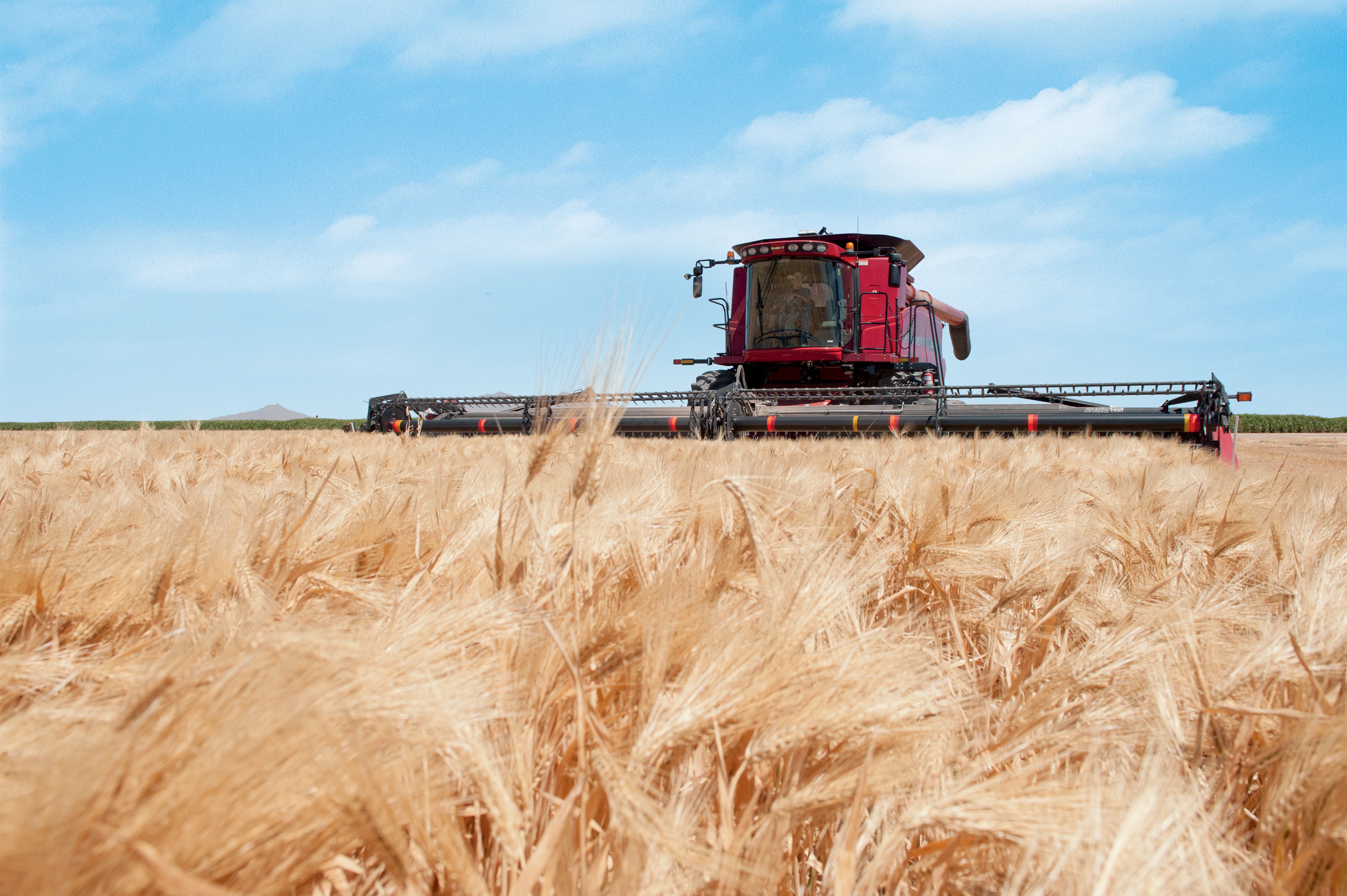 Mietedrescher Case IH Weizenfeld, 4256x2832 Ultra HD, 4K TV