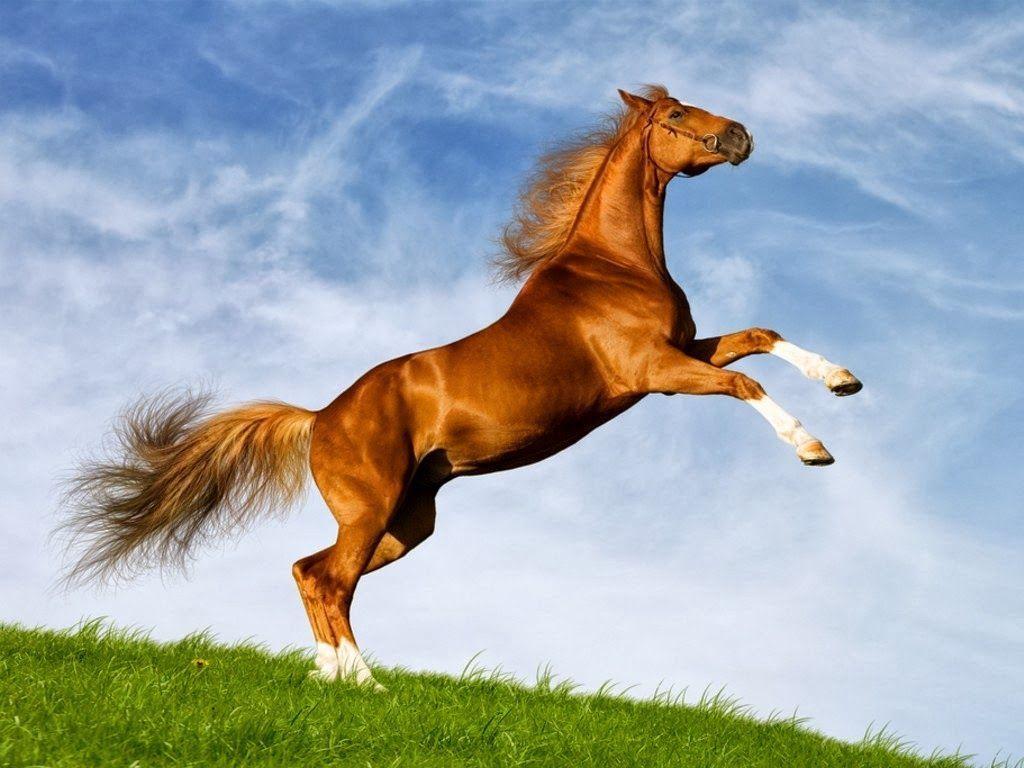 Cavallo marrone impennato su prato, 1024x768 HD, Desktop
